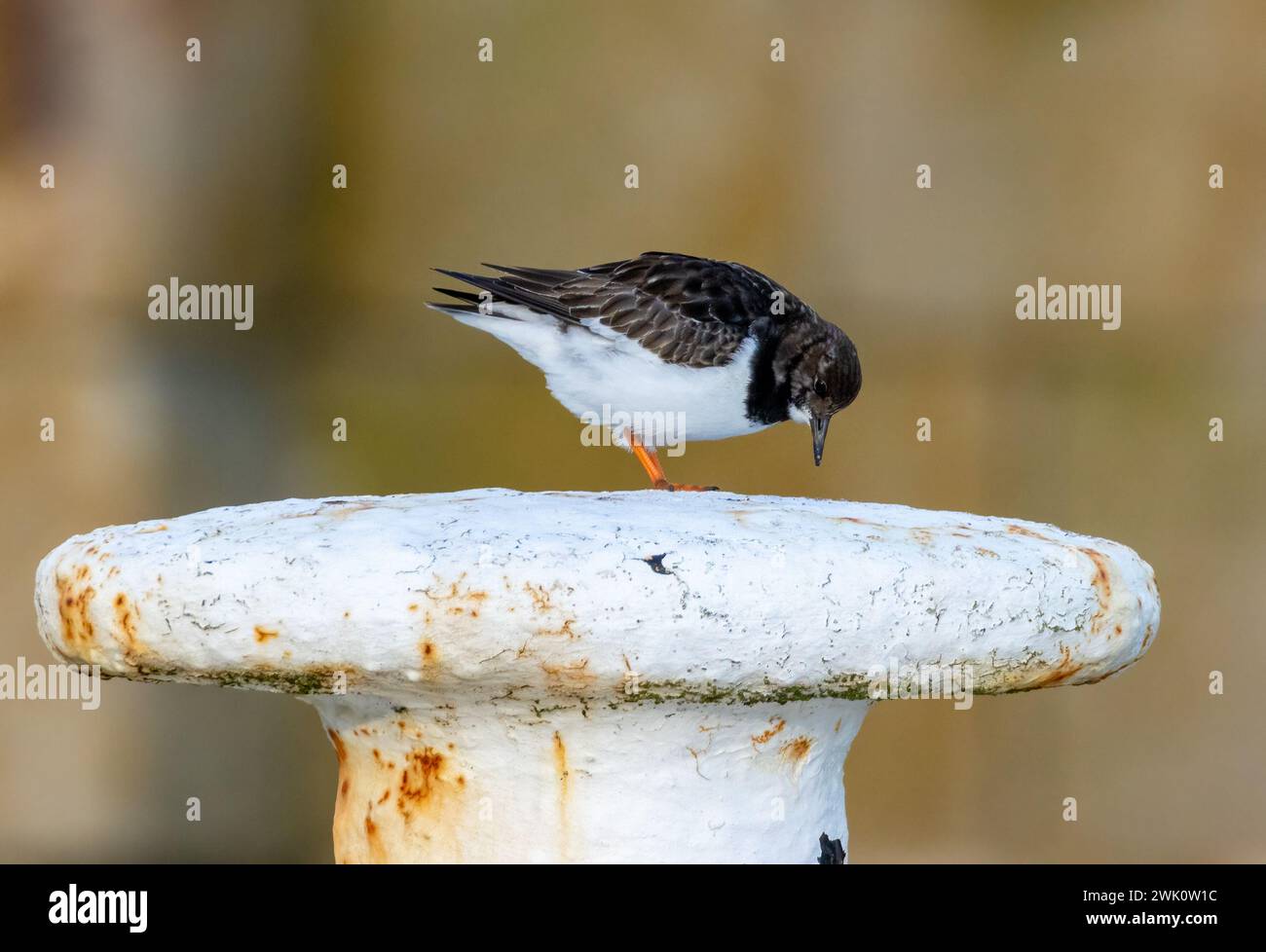 Uccello costiero di Turnstone su un ormeggio in acciaio Foto Stock