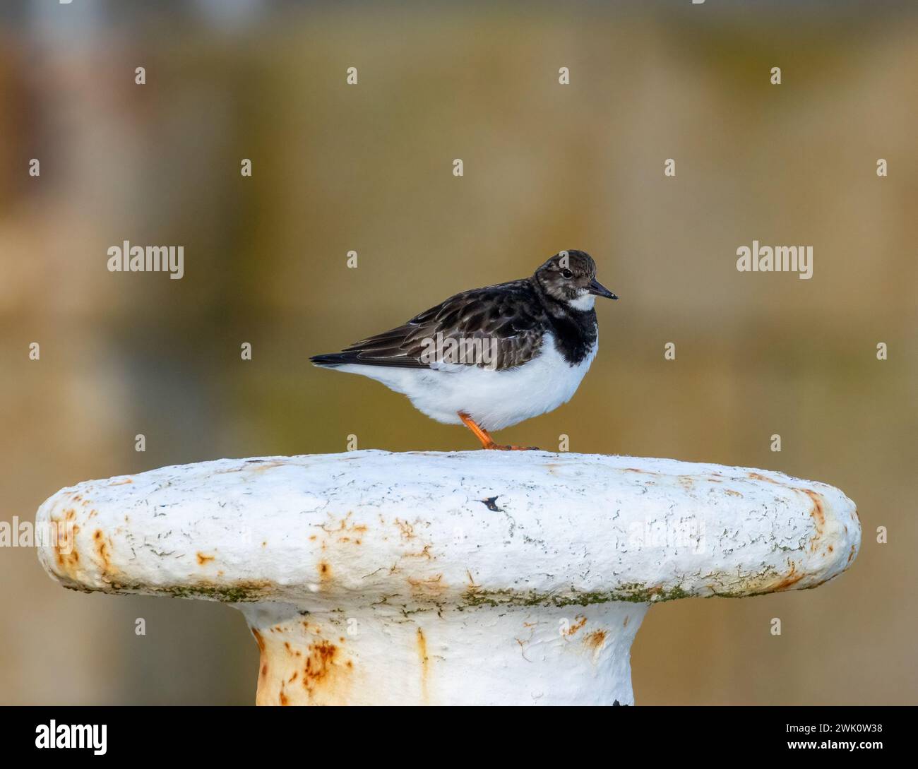 Uccello costiero di Turnstone su un ormeggio in acciaio Foto Stock