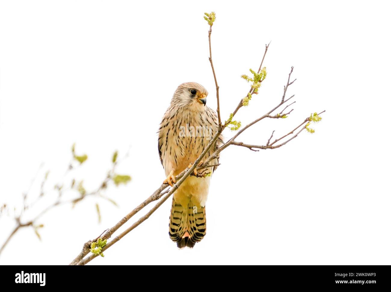 Gheppio comune Falco tinnunculus isolato su sfondo bianco Foto Stock