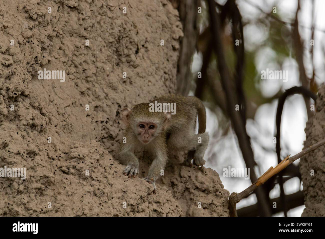 Scimmia con vervet infantile, Parco Nazionale del Chobe, Botswana Foto Stock