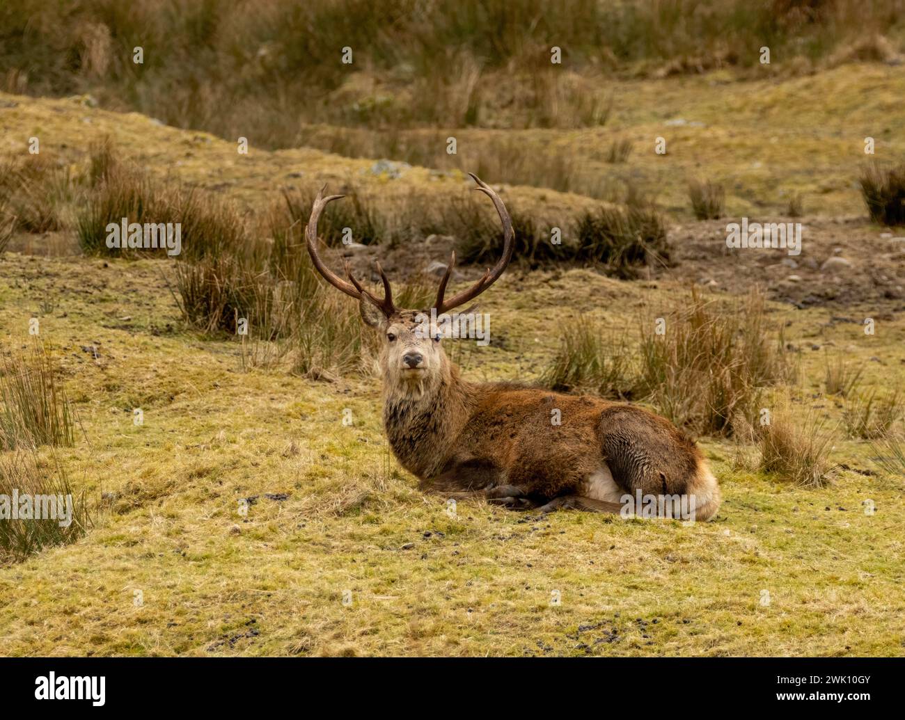 Cervo rosso maschio cervo sulla brughiera della collina scozzese con grandi corna Foto Stock