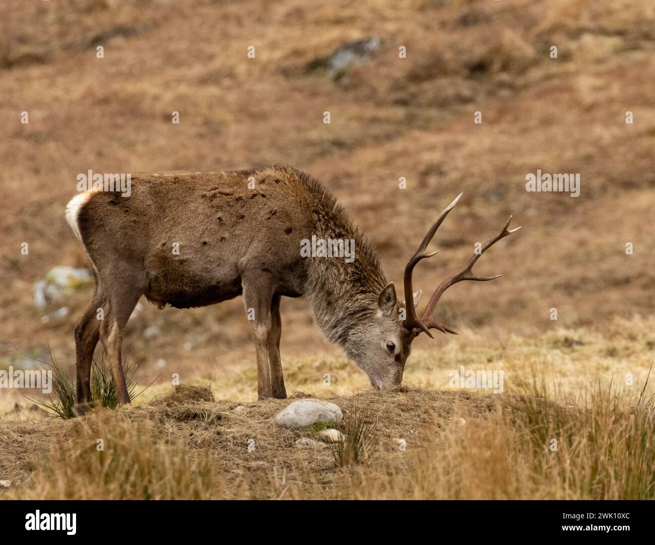 Cervo rosso maschio cervo sulla brughiera della collina scozzese con grandi corna Foto Stock