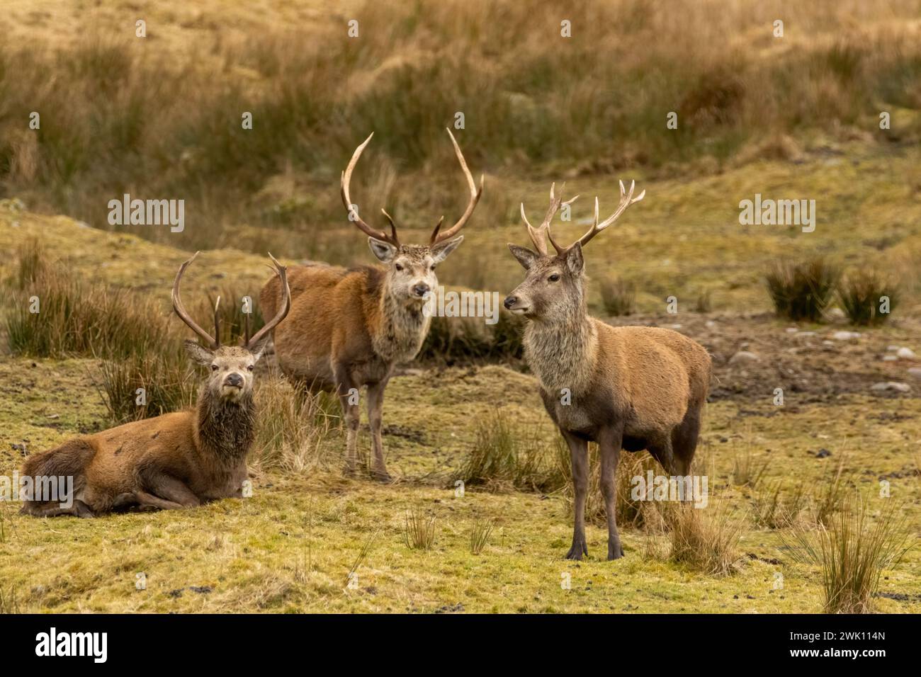 Tre cervi rossi insieme sulla brughiera scozzese Foto Stock