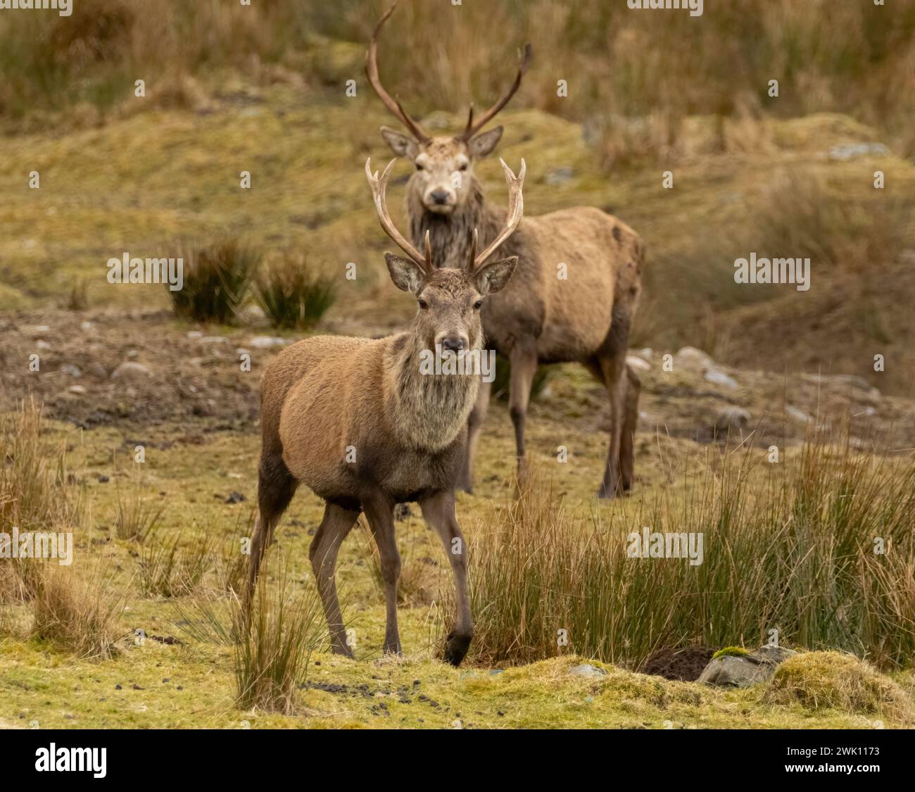 Coppia di stalli maschili insieme nella remota collina scozzese Foto Stock