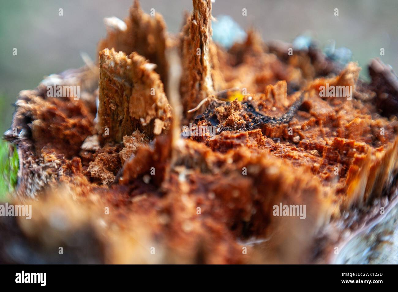 Foto macro di un albero di taglio in decomposizione. Foto Stock