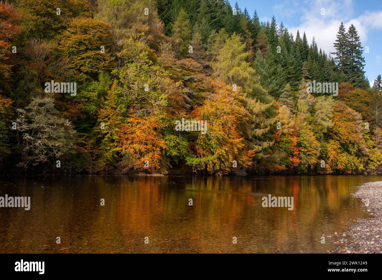 Foresta vista durante l'autunno/autunno nel fiume Tummel, Pitlochry, Scozia. Foto Stock