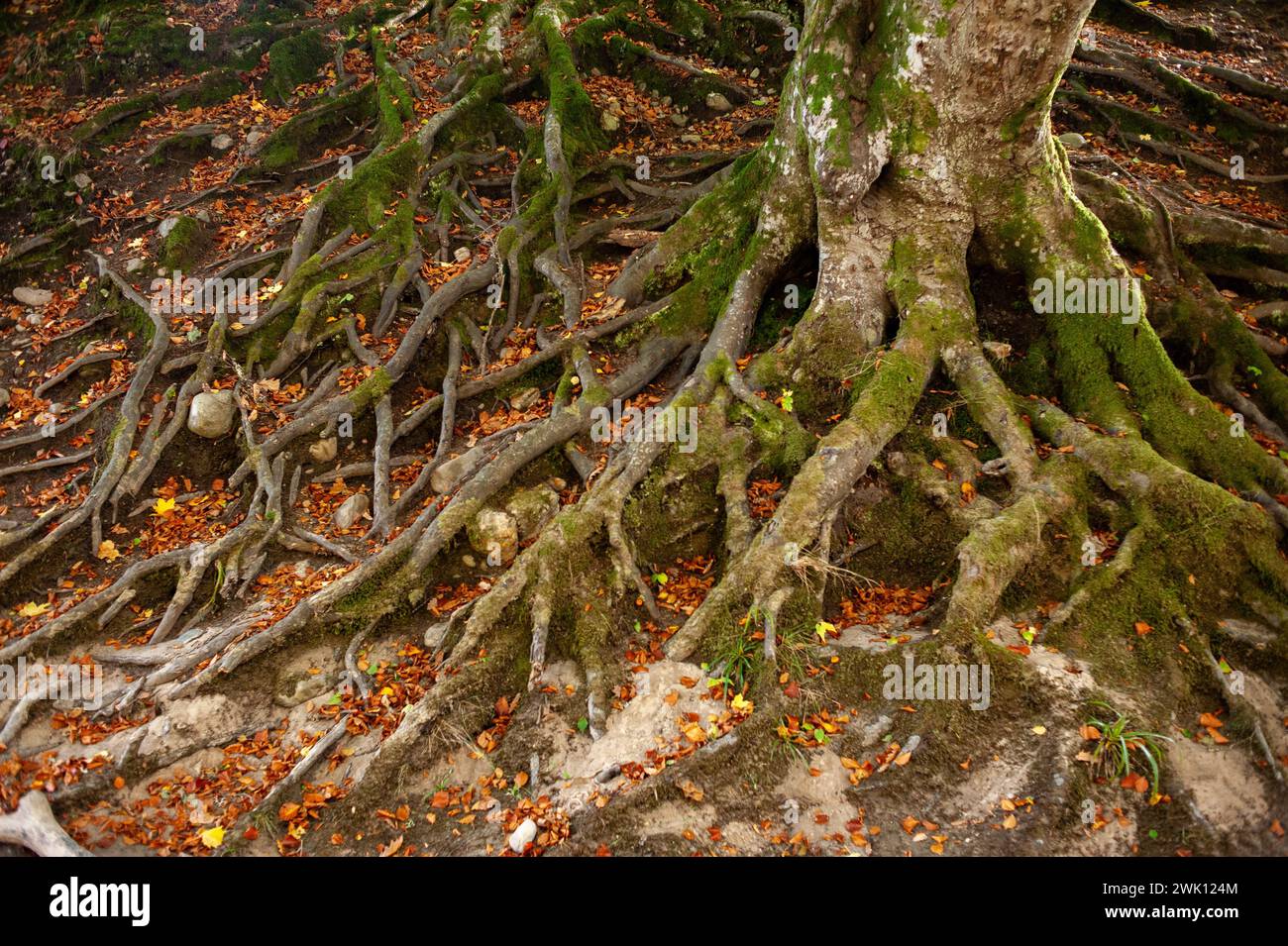 Foresta vista durante l'autunno/autunno nel fiume Tummel, Pitlochry, Scozia. Foto Stock