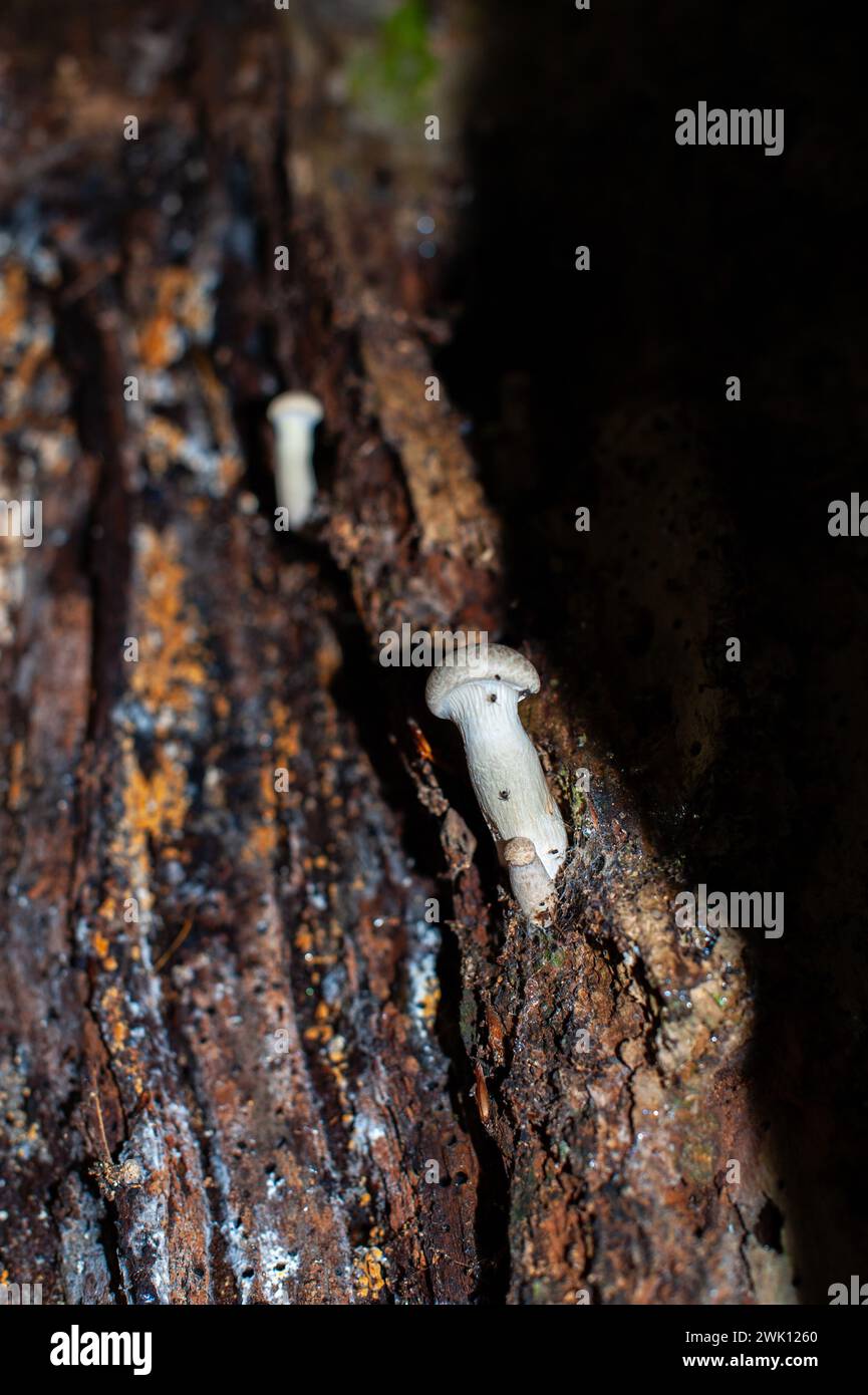 Funghi che crescono all'interno di una cavità del tronco di un albero. Foto Stock