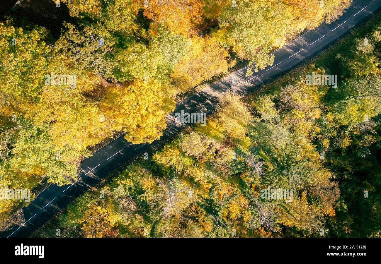 Vista aerea di una foresta con sentieri tortuosi e alberi in primo piano Foto Stock