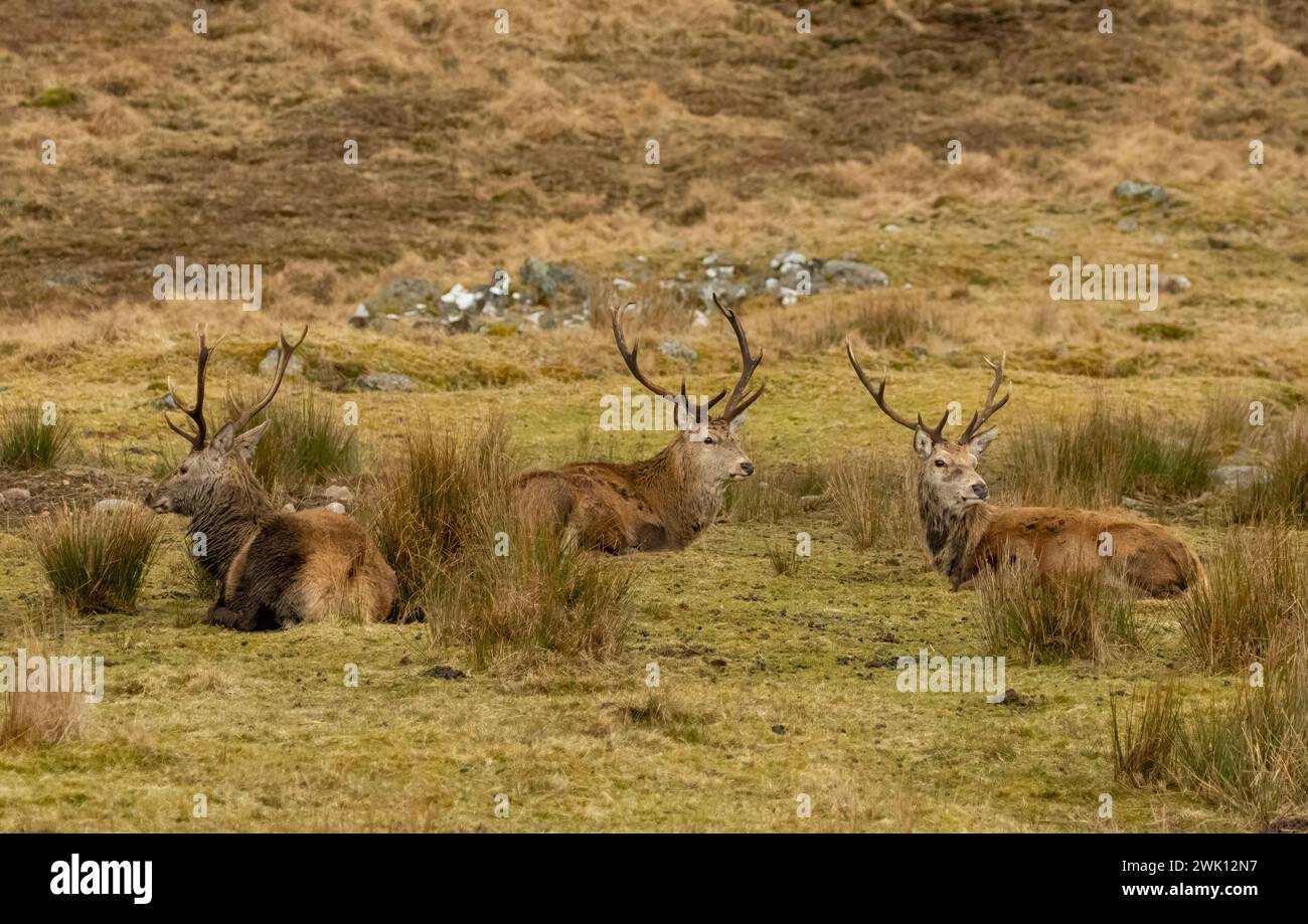 Tre cervi rossi insieme sulla brughiera scozzese Foto Stock