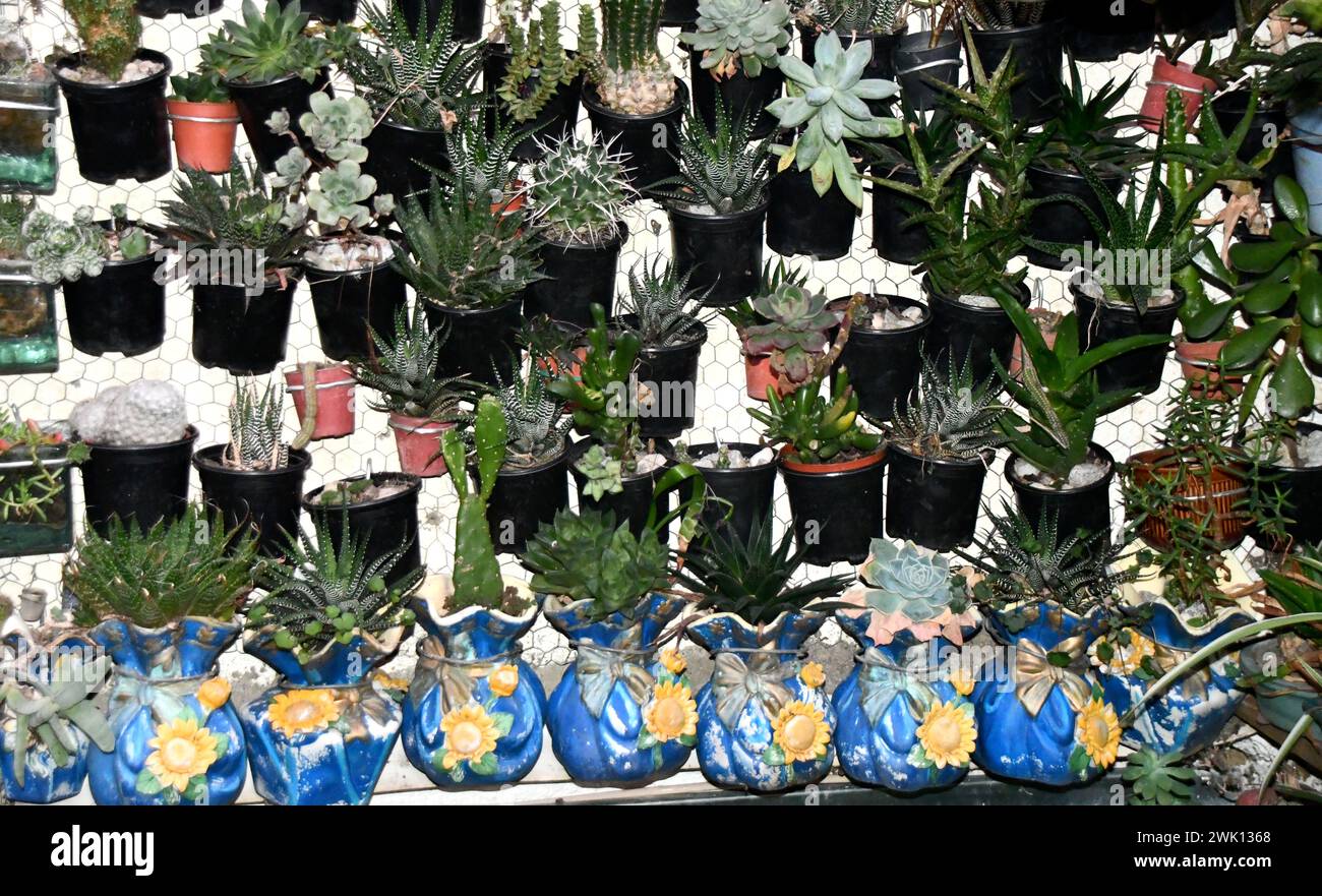 Sfondo realizzato con vasi di cactus appesi su un patio Foto Stock