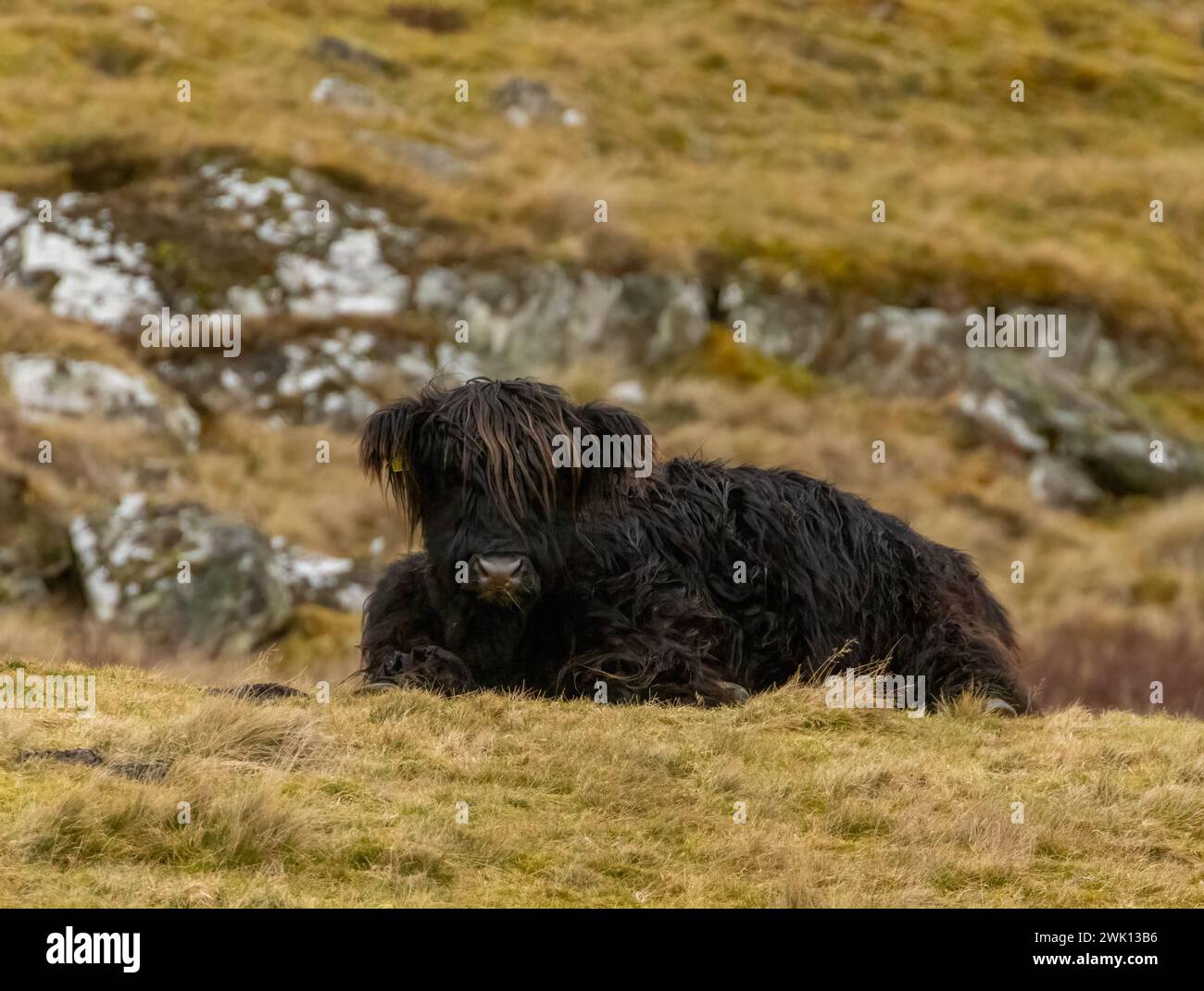 giovane vacca nera delle highland scozzesi che giace sulla brughiera Foto Stock