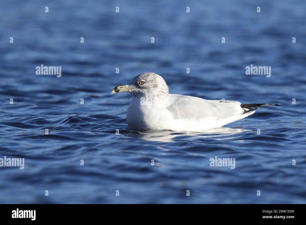 Un gabbiano Larus delawarensis ad anello che nuotava in acqua blu in inverno Foto Stock