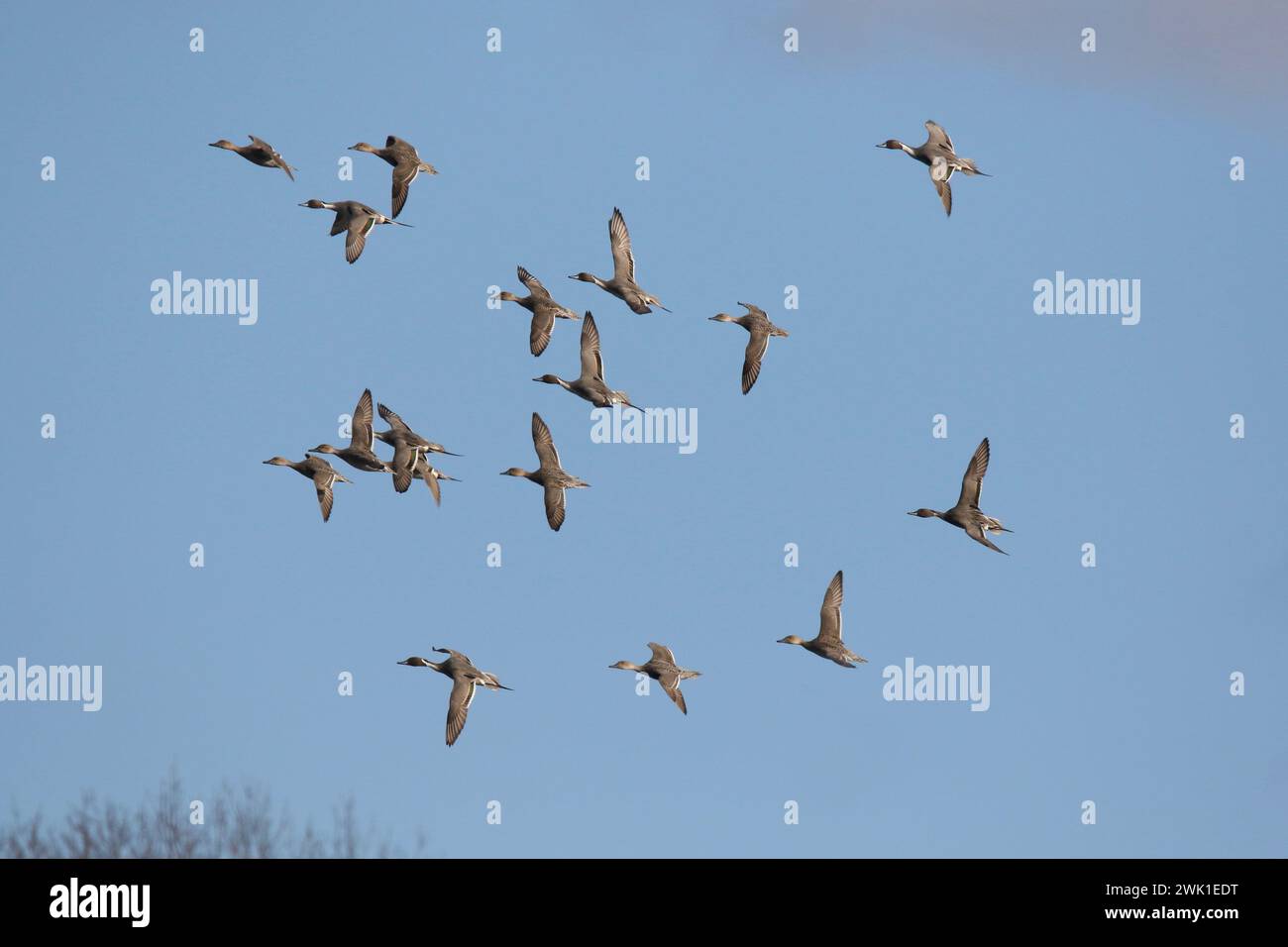 Stormo di pintail settentrionali Anas acuta che vola in inverno contro un cielo blu Foto Stock