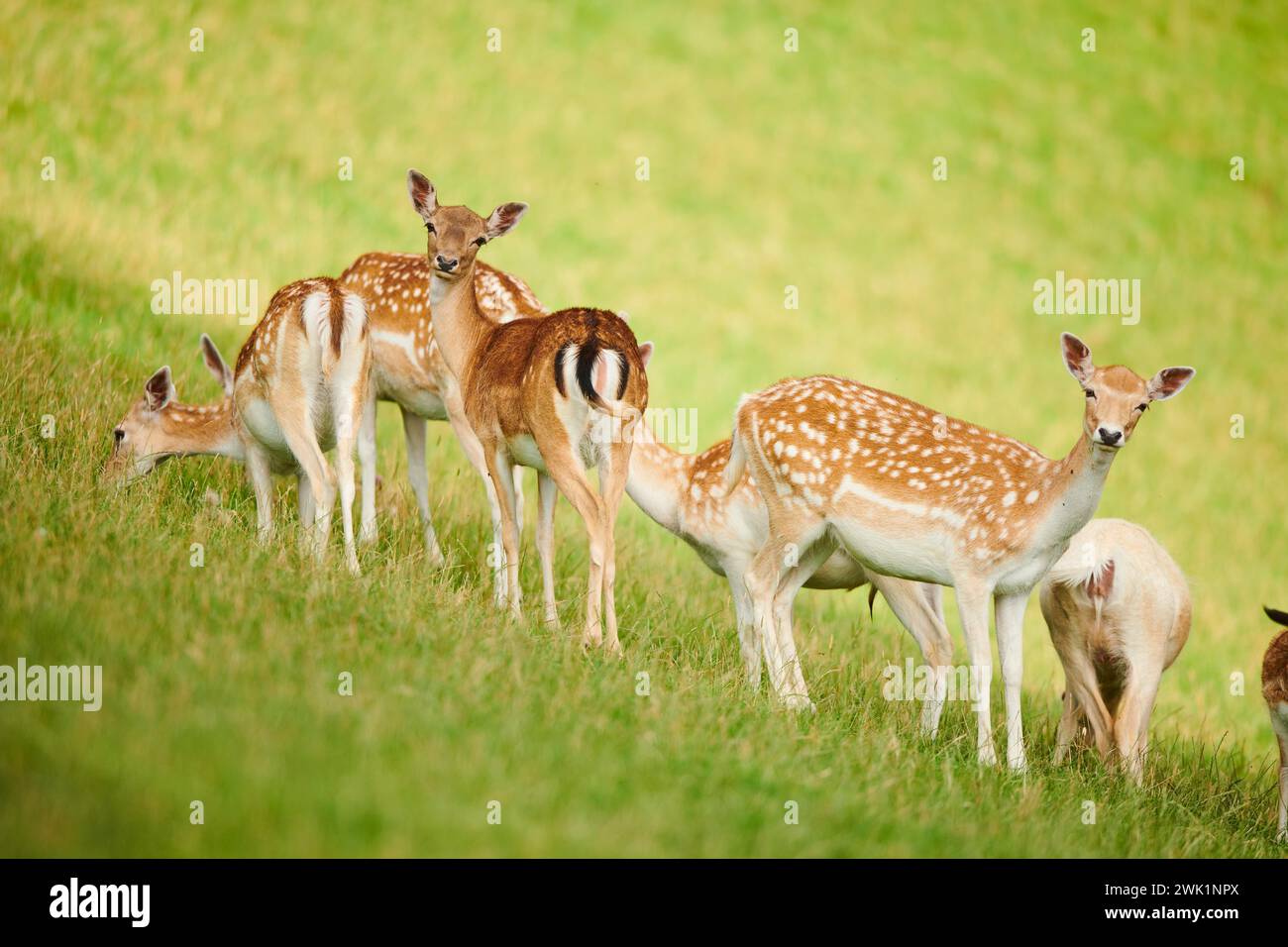 Il cervo europeo (Dama dama) si erge su un prato, Kitzbühel, Wildpark Aurach, Austria, Europa Foto Stock