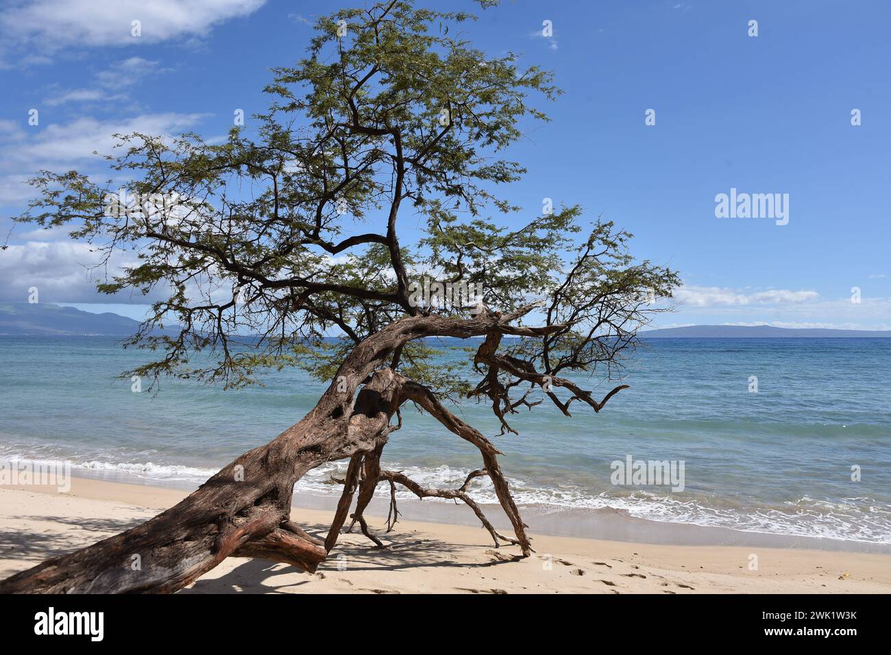 Un albero solitario sulla riva dell'oceano Foto Stock