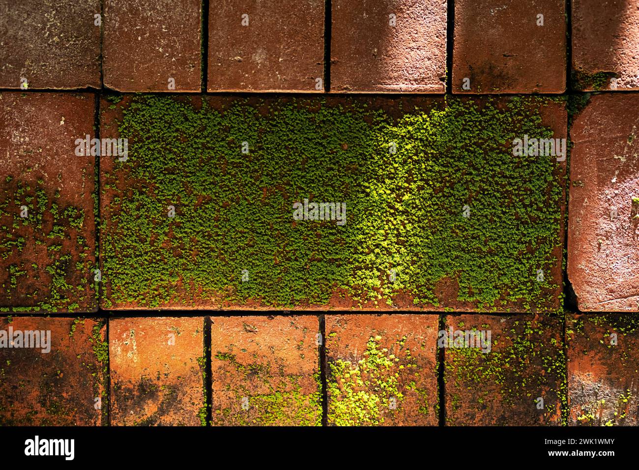 Muschio sul muro di mattoni alla luce del sole. Sfondi di mattoni mossy. Foto Stock