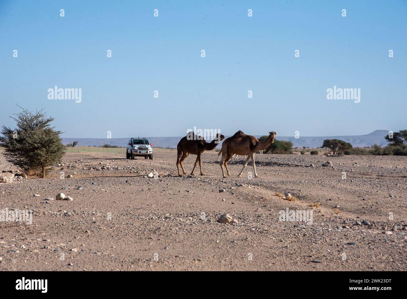 I cammelli attraversano la strada di fronte alla Toyota Landcruiser della squadra ungherese nel deserto verso Assa, in Marocco. Il rally amatoriale Budapest-Bamako ha celebrato la quindicesima corsa. È iniziato il 30 gennaio da FES, Marocco, e terminerà il 12 febbraio a Freetown, Sierra Leone. Il percorso originale è stato riorganizzato per ovvi motivi di sicurezza proprio come nella gara Parigi-Dakar, ma allo stesso tempo la distanza è stata estesa. Nel corso degli anni il rally amatoriale Budapest-Bamako è diventato una delle gare più lunghe e impegnative del mondo. Foto Stock