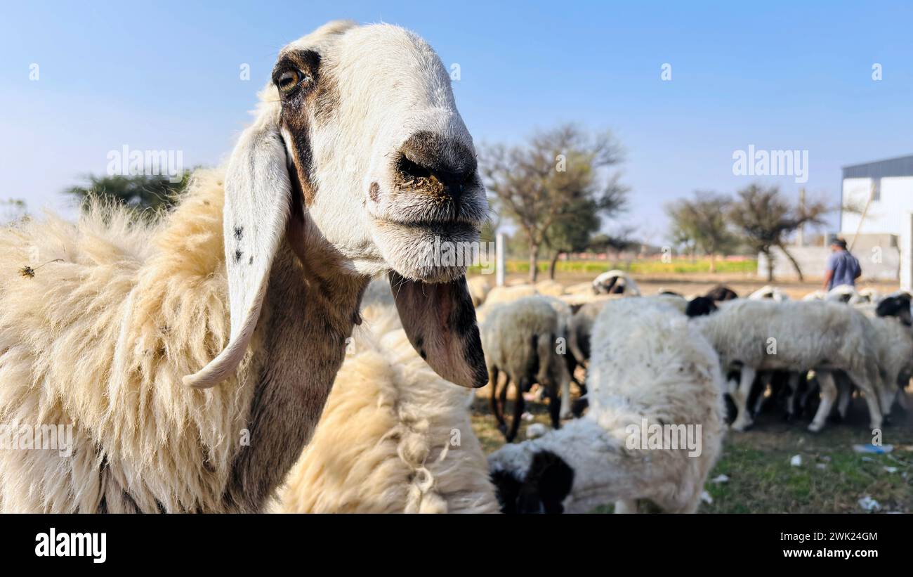 Una pecora curiosa con un cappotto in pile si avvicina direttamente alla fotocamera. Museruola di pecore all'aperto. Stare in piedi e fissare l'animale da allevamento. Foto Stock