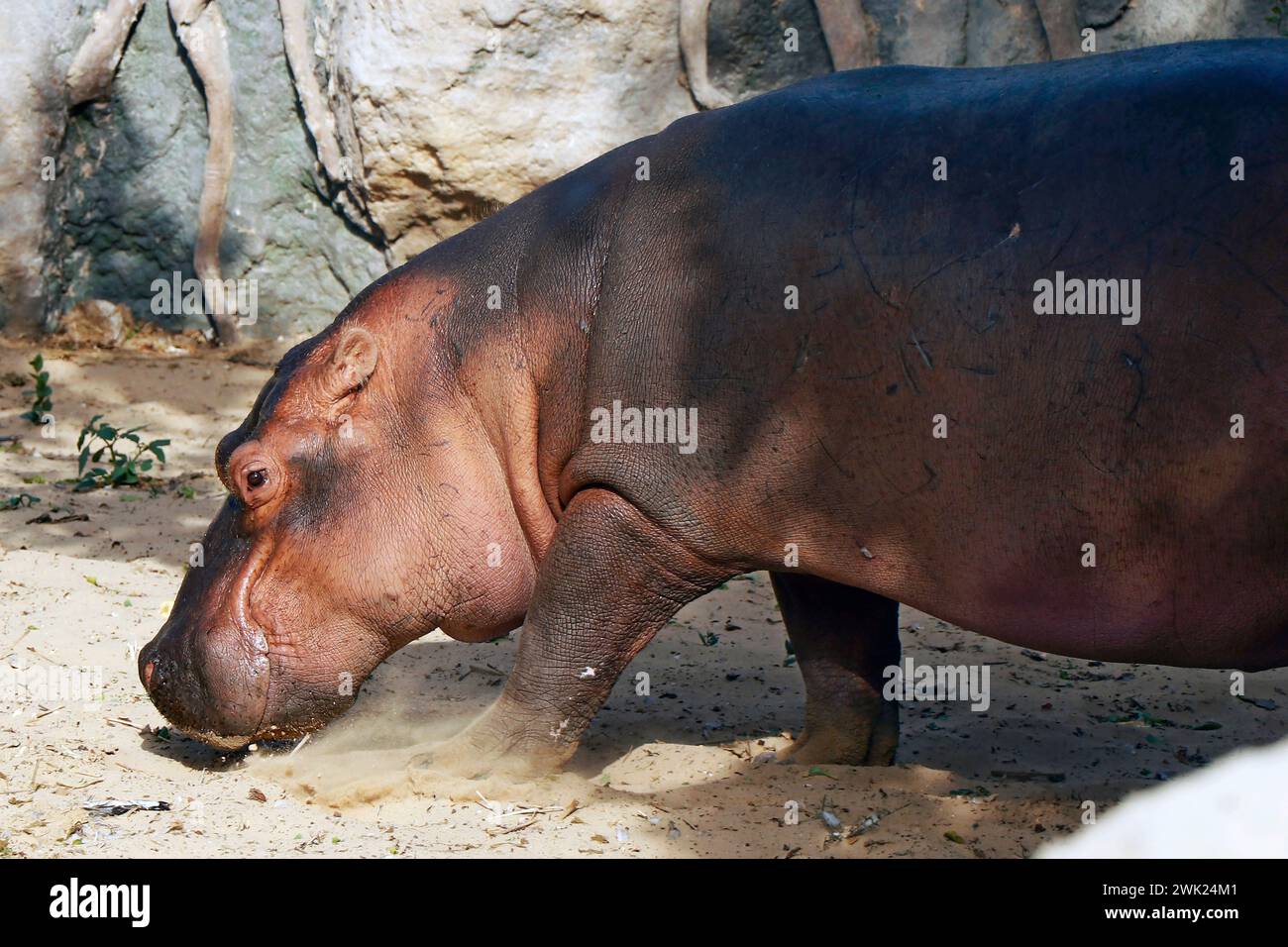 hippopotamus, anche abbreviato in ippopotamo, è un grande mammifero semiacquatico originario dell'Africa sub-sahariana Foto Stock