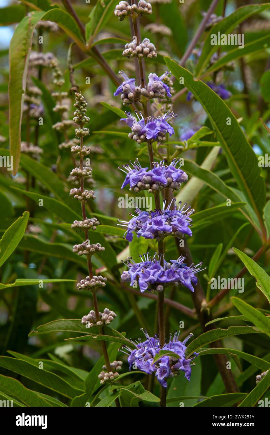 Sydney Australia, fiori viola di una vitex agnus-castus una pianta originaria della regione mediterranea Foto Stock