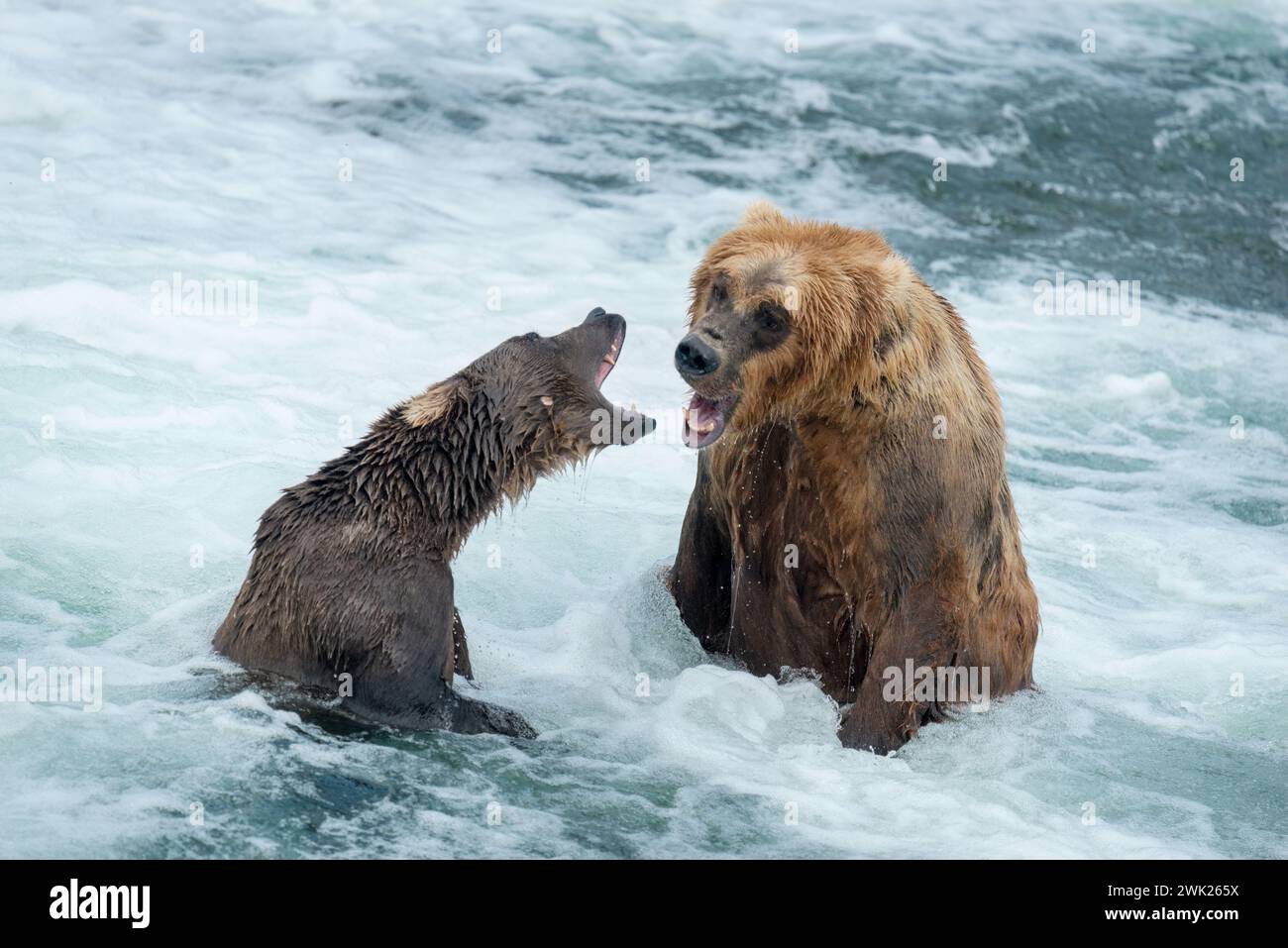 Due orsi bruni che combattono. Fiume Brooks. Parco nazionale di Katmai. Alaska. STATI UNITI. Foto Stock