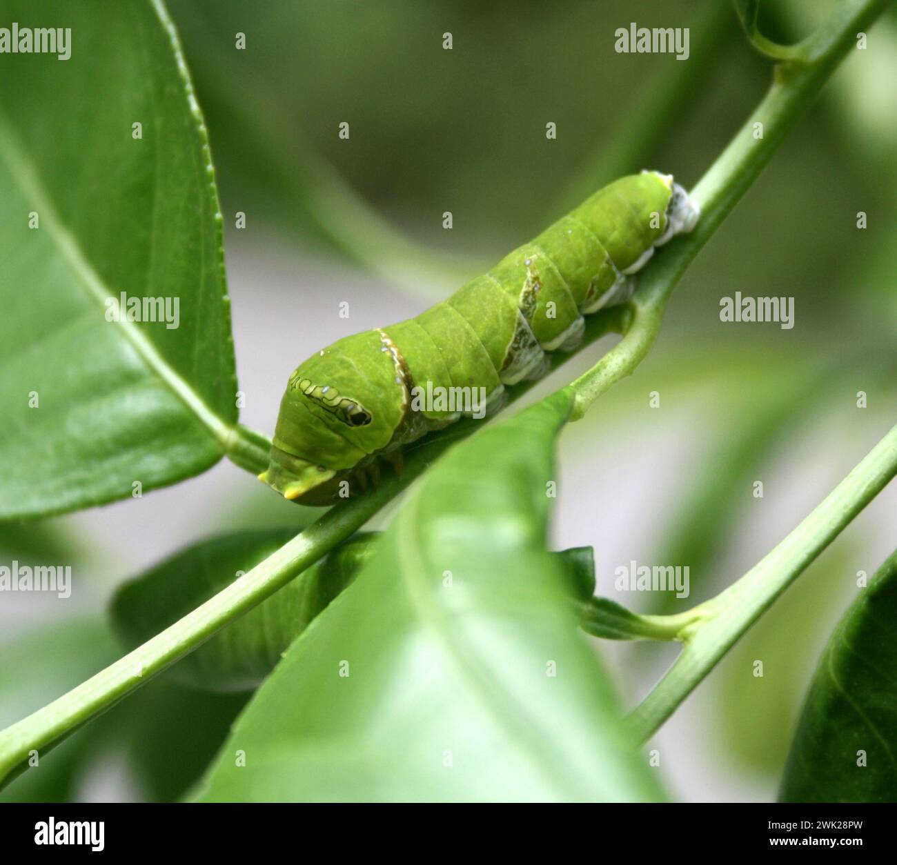 Farfalla mormone comune (Papilio polytes) caterpillar in 5° e ultimo stadio di instar : (Pix Sanjiv Shukla) Foto Stock