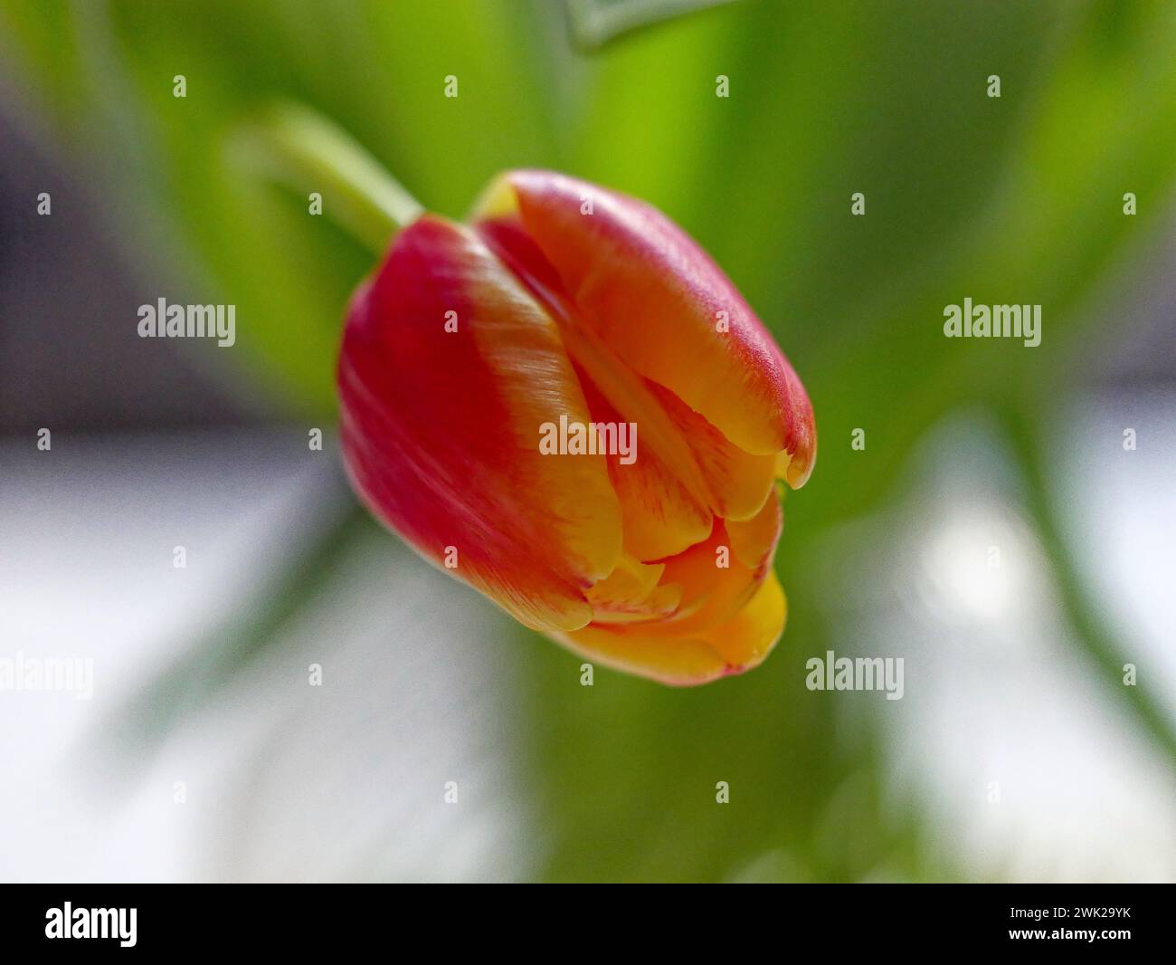 Eine schöne bunte Tulpen a Nahaufnahme Foto Stock