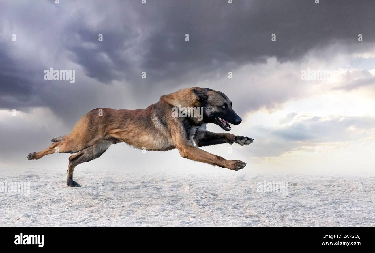 giovani pastori belgi che si allenano nella natura per la sicurezza Foto Stock