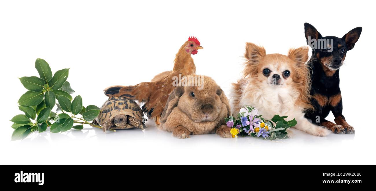 coniglio, cani e pollo di fronte a sfondo bianco Foto Stock
