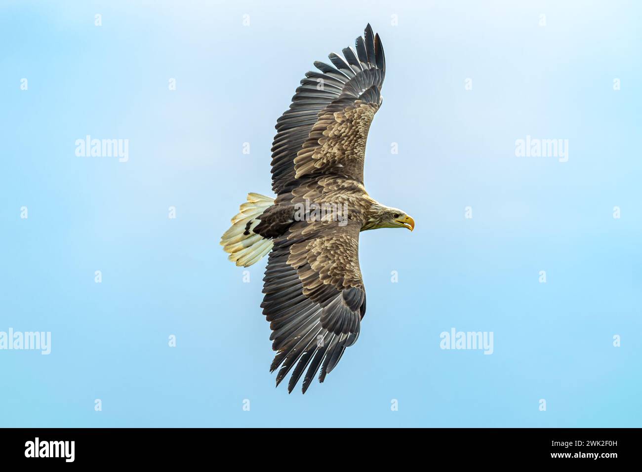 Aquila di mare dalla coda bianca, dimostrazione, Herrings Green Farm, Wilstead, Bedford, REGNO UNITO Foto Stock