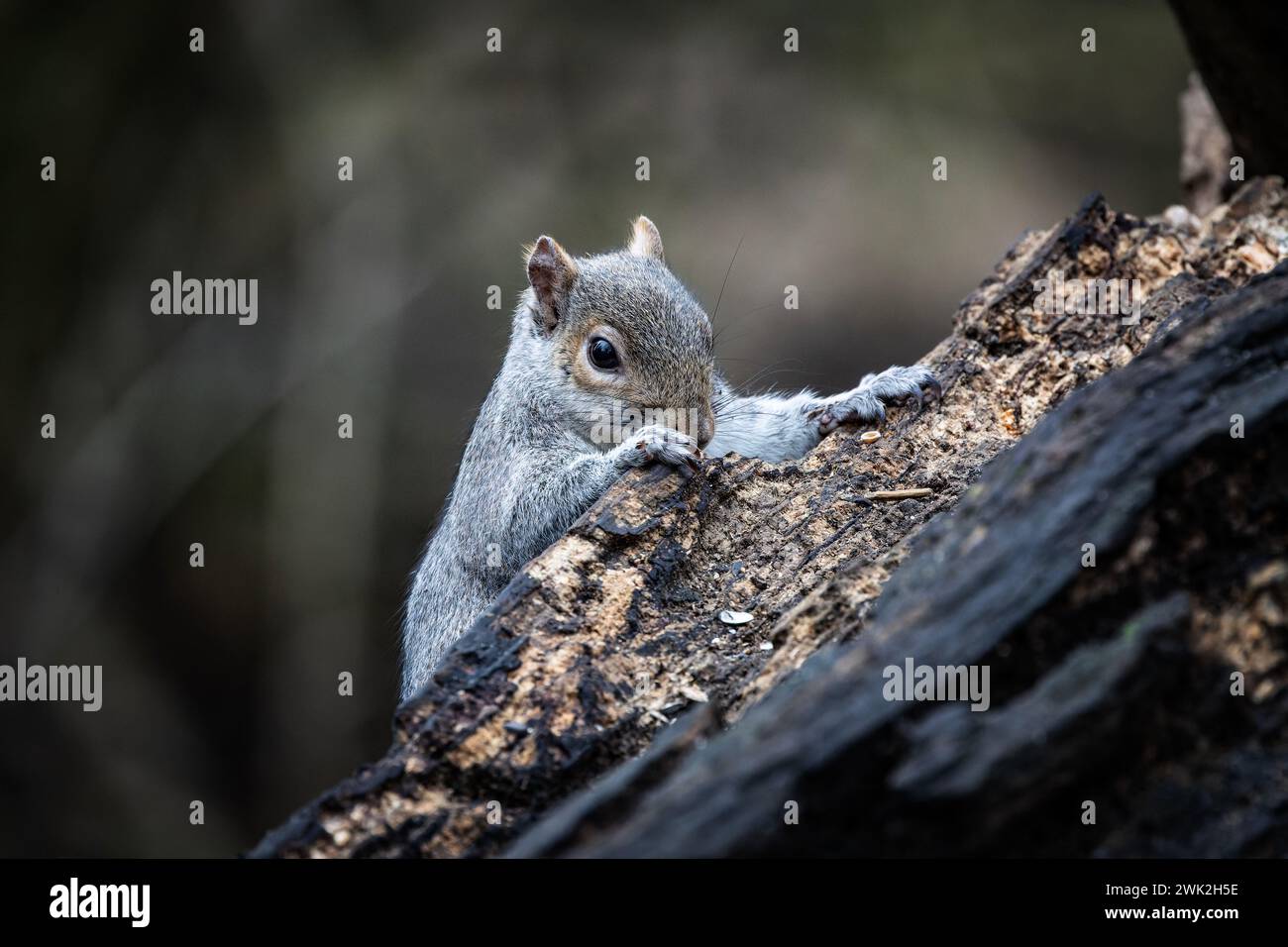 Uno scoiattolo grigio appare da dietro un albero morto Foto Stock