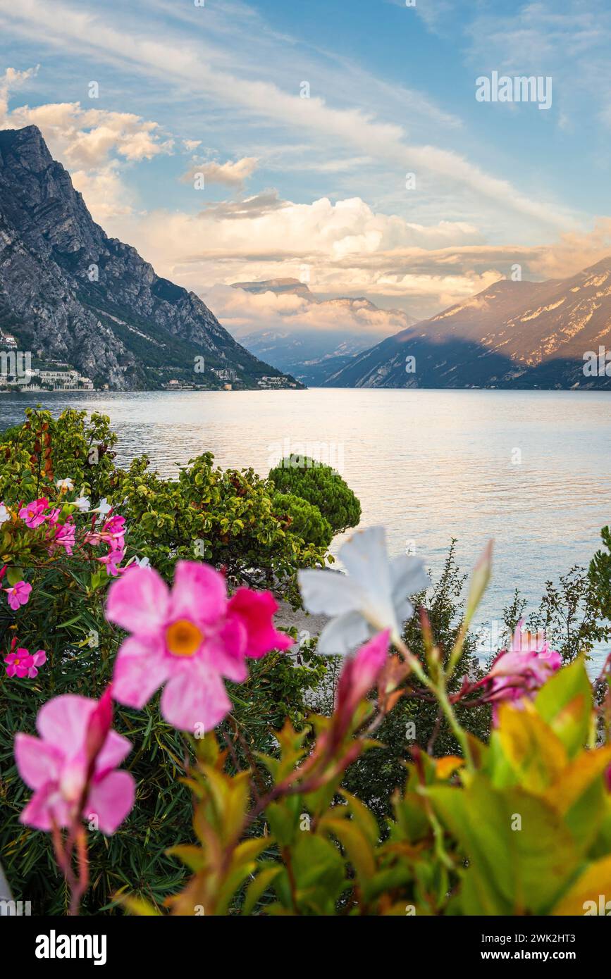 Oleander fiorisce a Limone con vista sul Lago di Garda settentrionale al tramonto, Lombardia, Italia Foto Stock