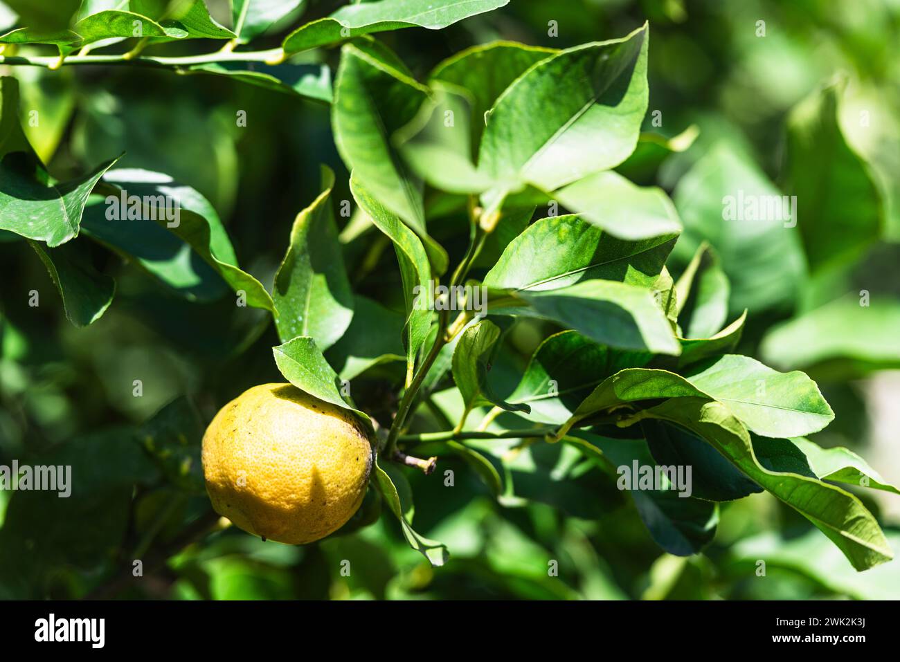 Limone e foglie nel Museo Limonaia del Castel a Limone sul Lago di Garda, Lombardia, Italia Foto Stock