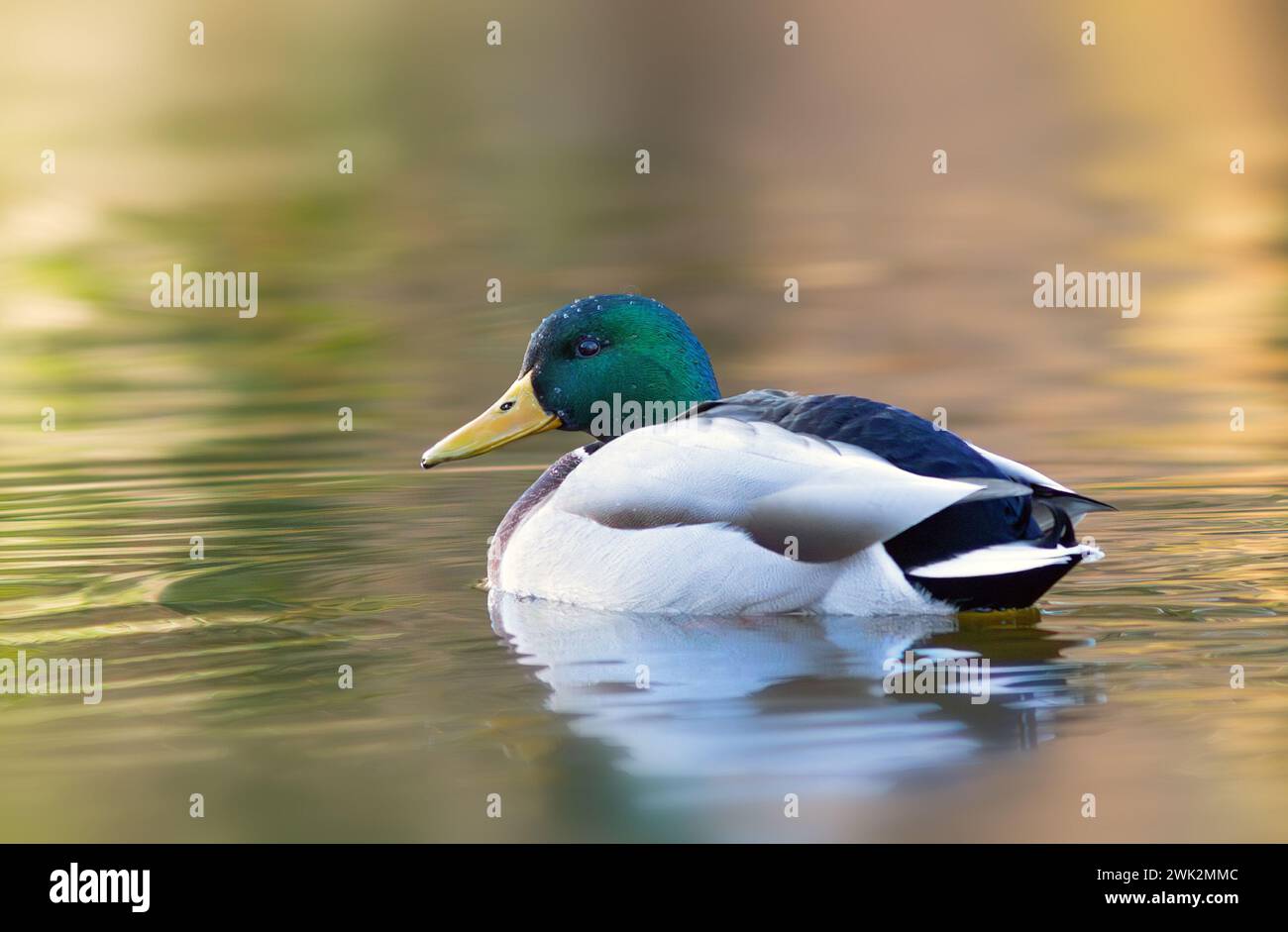 Anatra di mallard sul laghetto al tramonto (Anas platyrhynchos) Foto Stock
