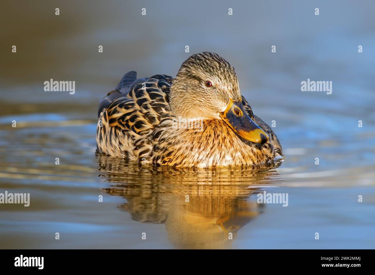 Gallina di mallard in bella luce arancione, uccello selvatico che galleggia sulla superficie dello stagno all'alba (Anas platyrhynchos) Foto Stock