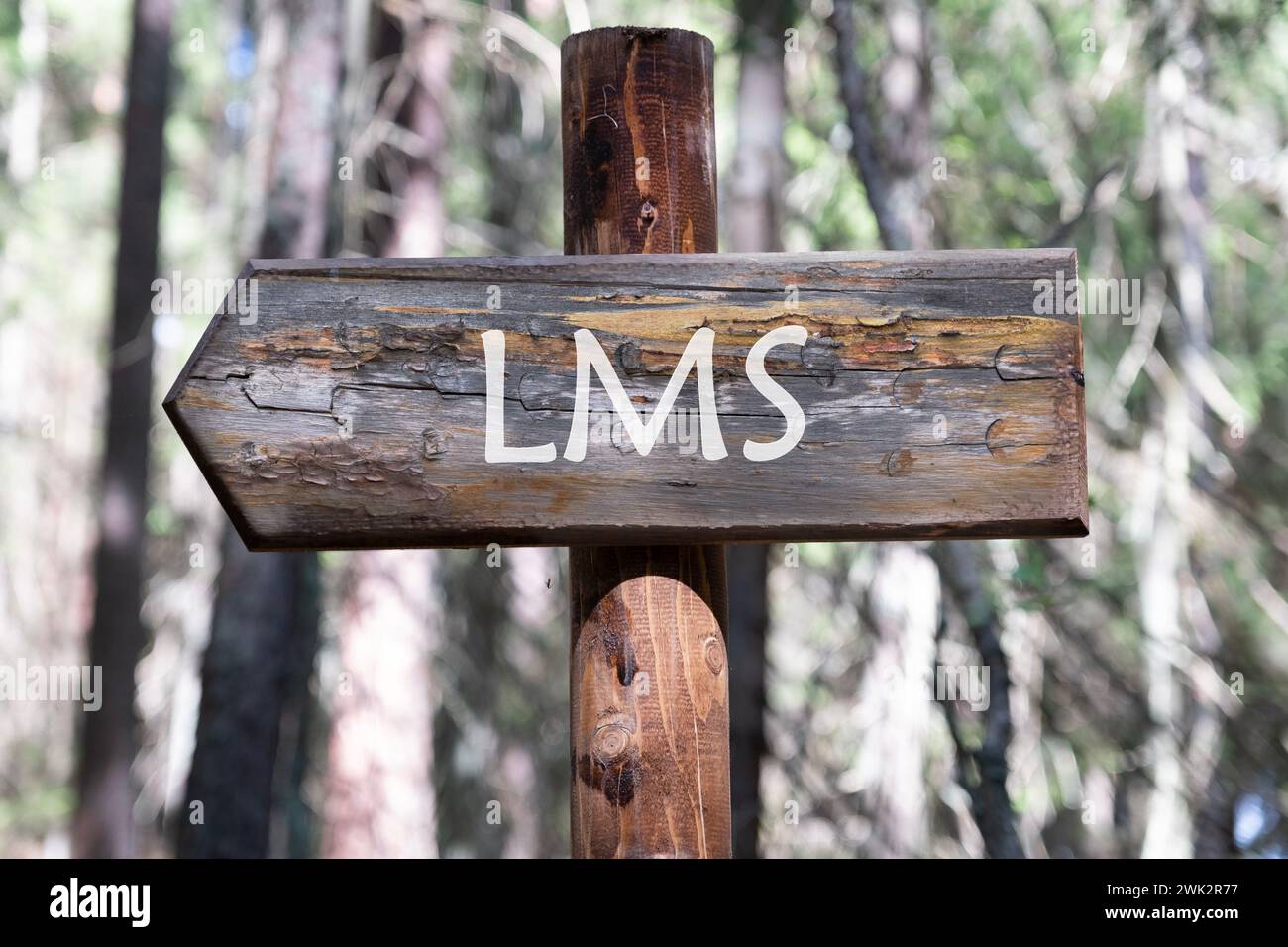 Abbreviazione di Learning Management System (sistema di gestione dell'apprendimento), Word LMS che scrive sulla freccia della lavagna sullo sfondo della foresta Foto Stock