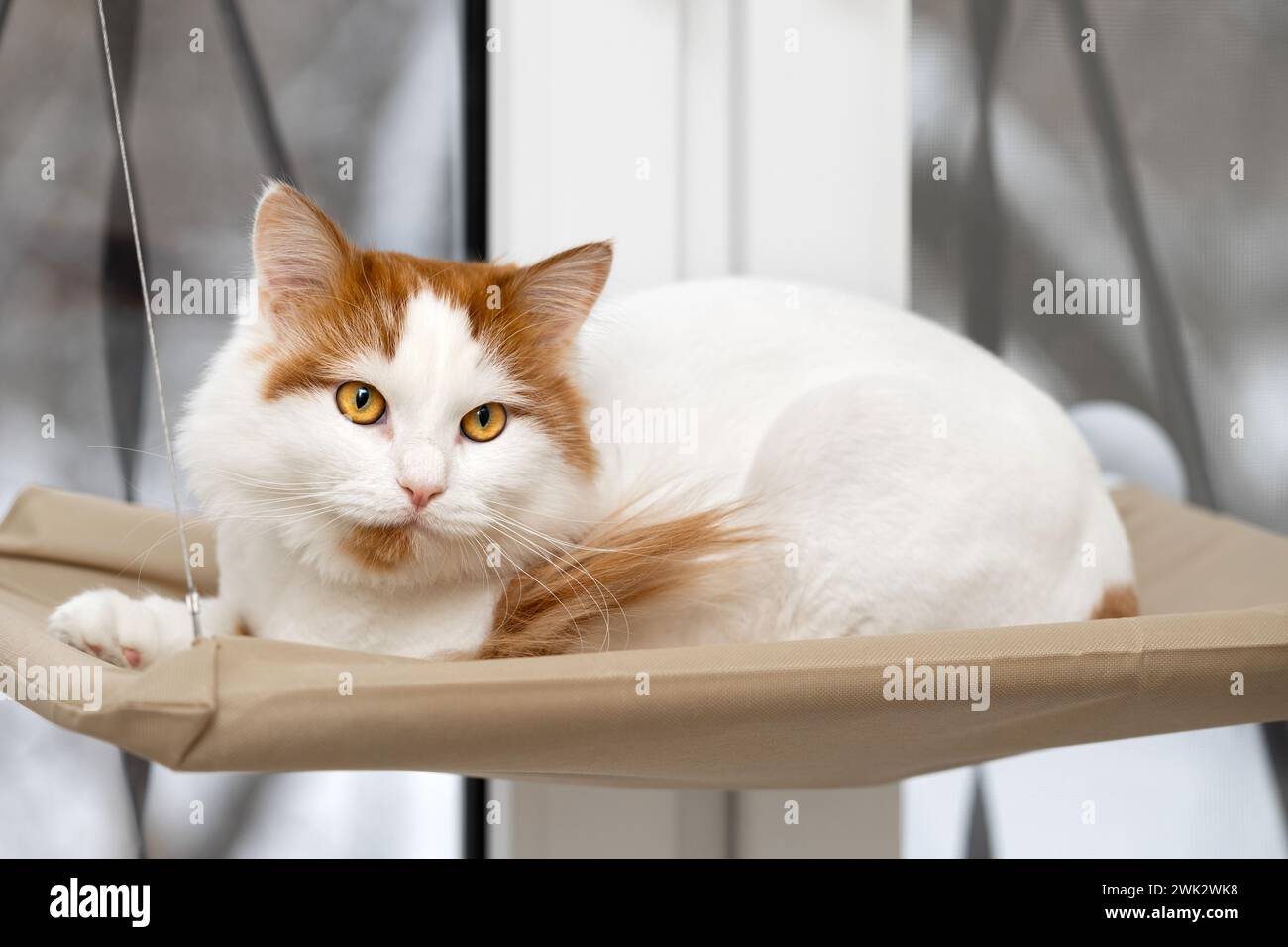 il gatto bianco giace in un letto sospeso. amaca per gatti installata sul finestrino. lettino per gatti appeso. Foto di alta qualità Foto Stock