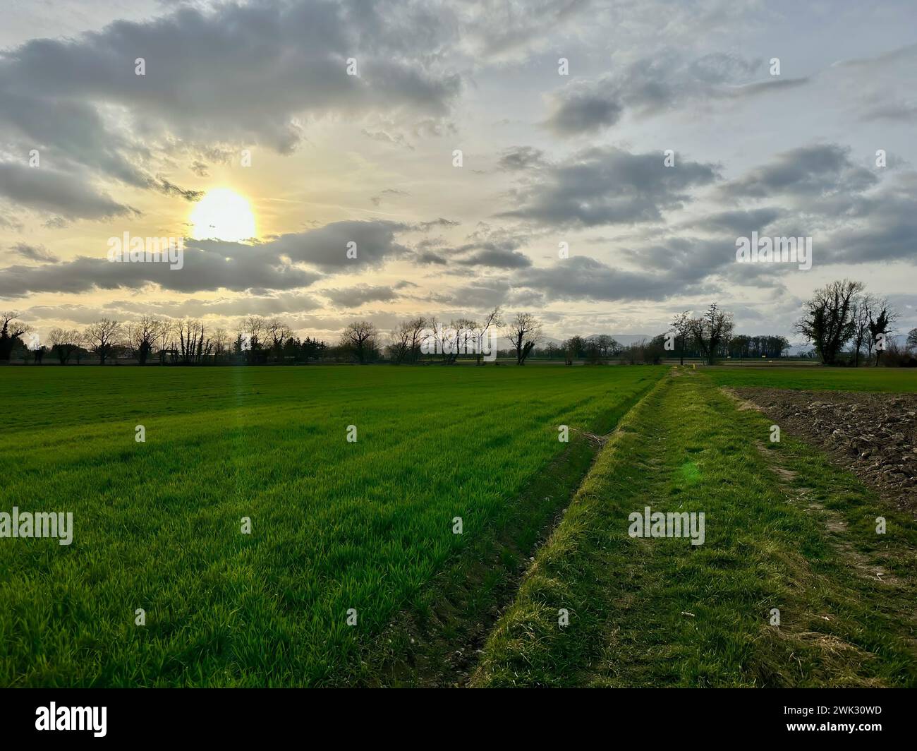 Servizio pastorale al tramonto: Vivaci campi verdi che si estendono tra Marckolsheim e Mackenheim, Alsazia Foto Stock