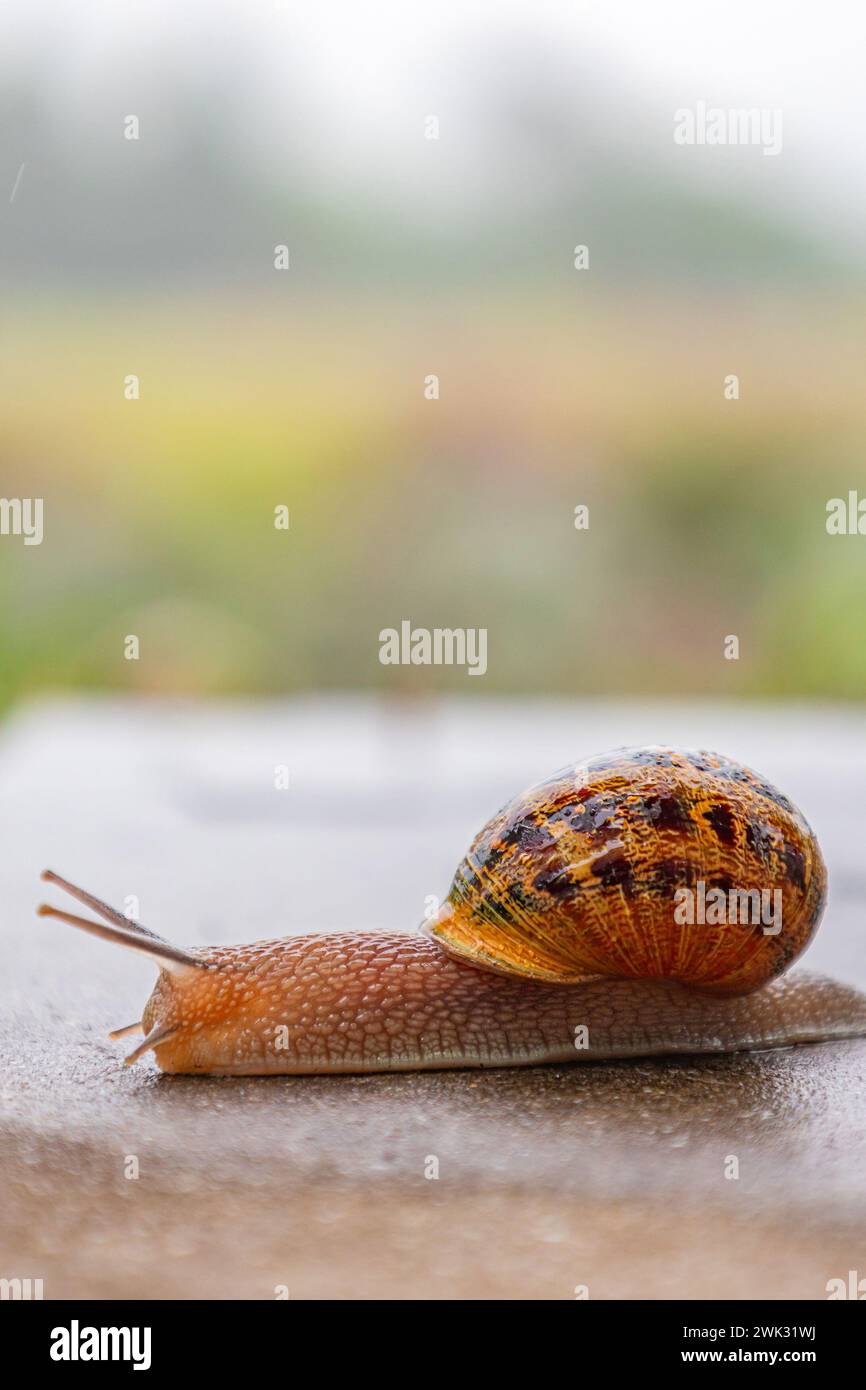La lumaca scorre lungo una superficie ruvida. Primo piano. Gasteropodi con guscio nero marrone maculato esterno. Sfondo animale. Malacologia, zoologia, studio Foto Stock