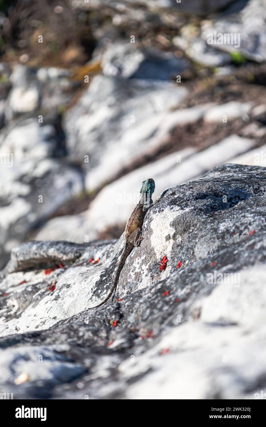 Carta da parati estiva per animali selvatici. Piccola e graziosa lucertola colorata nella natura selvaggia su pietra. Corpo rettile di colore giallo marrone, blu turchese verde Foto Stock