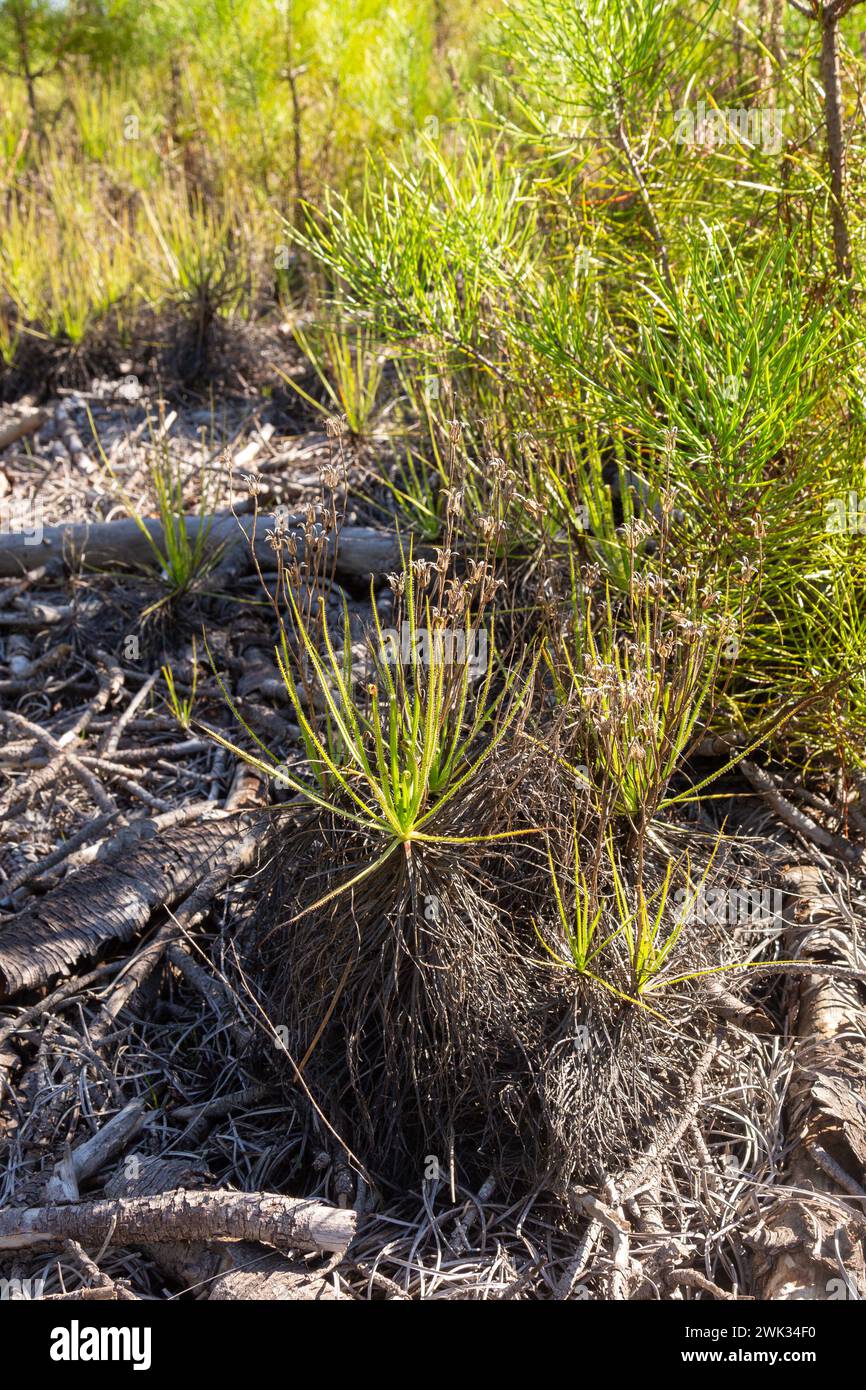 Drosophyllum lusitanicum nell'habitat naturale vicino ad Aljezur in Portogallo Foto Stock