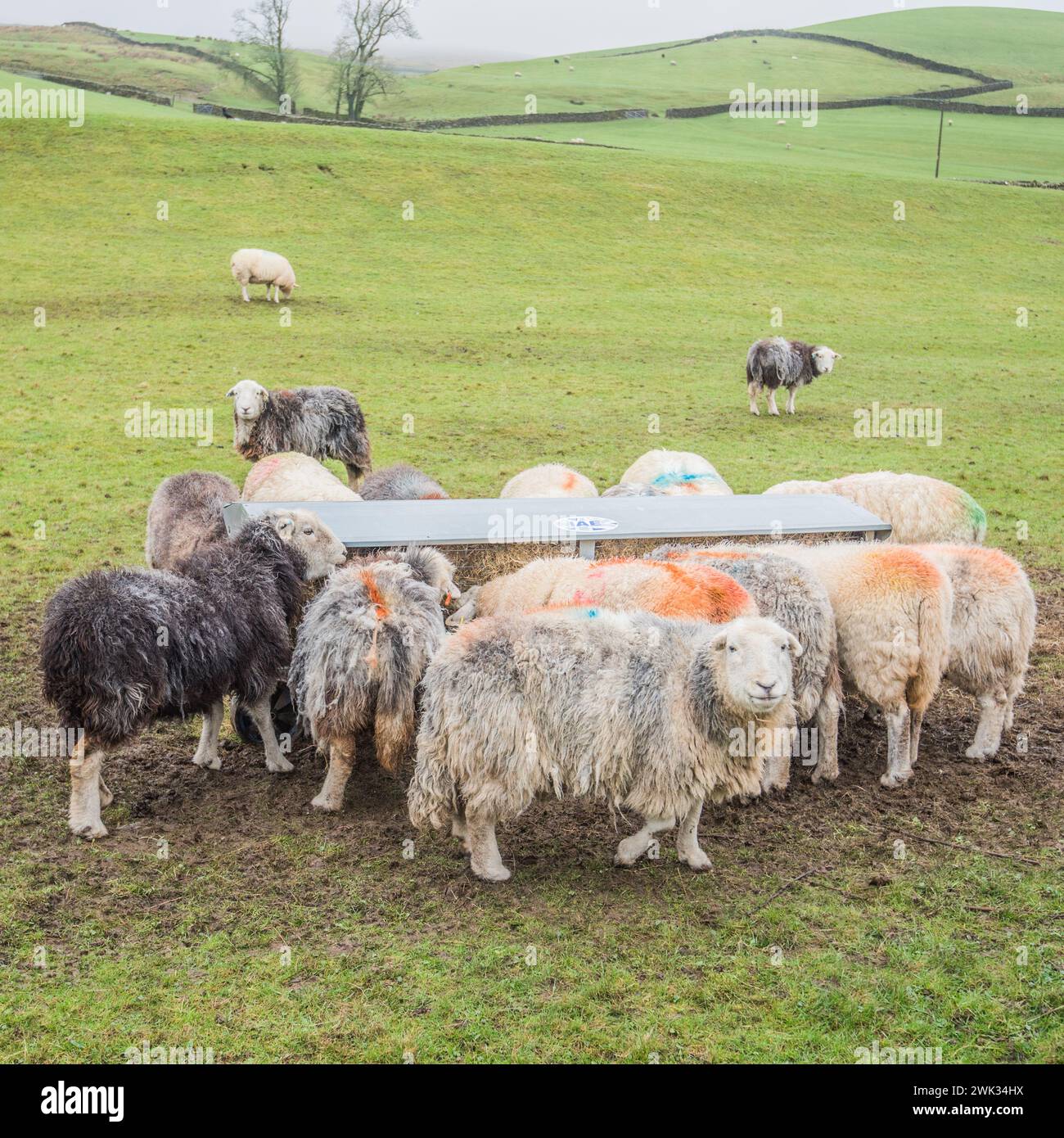 Pecore allineate ad un alveolo pieno di fieno, quando l'erba nel campo è di qualità e quantità inferiori in inverno. Foto Stock