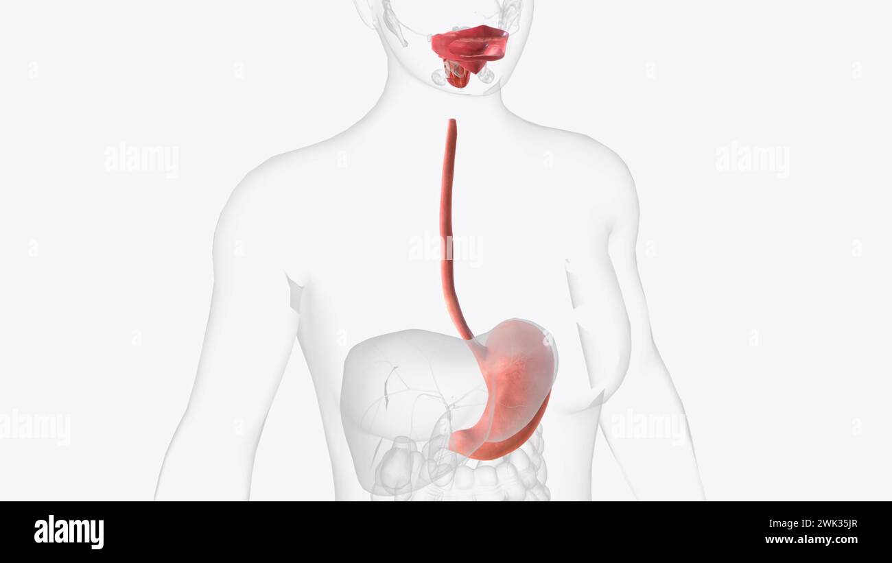 Ilistirazione medica 3d del tratto gastrointestinale superiore Foto Stock