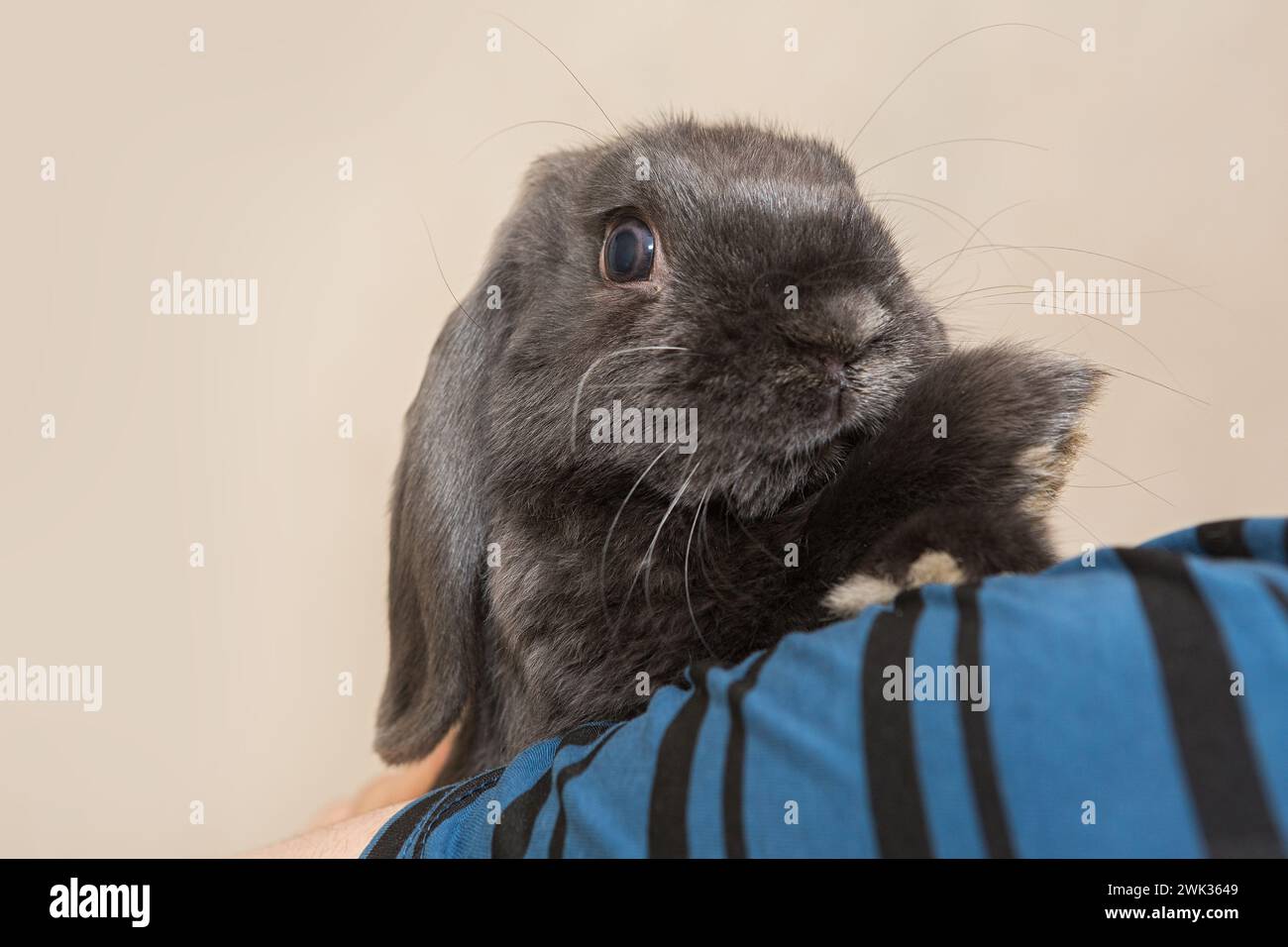 Un piccolo coniglio decorativo si siede sulla spalla di un uomo a casa Foto Stock