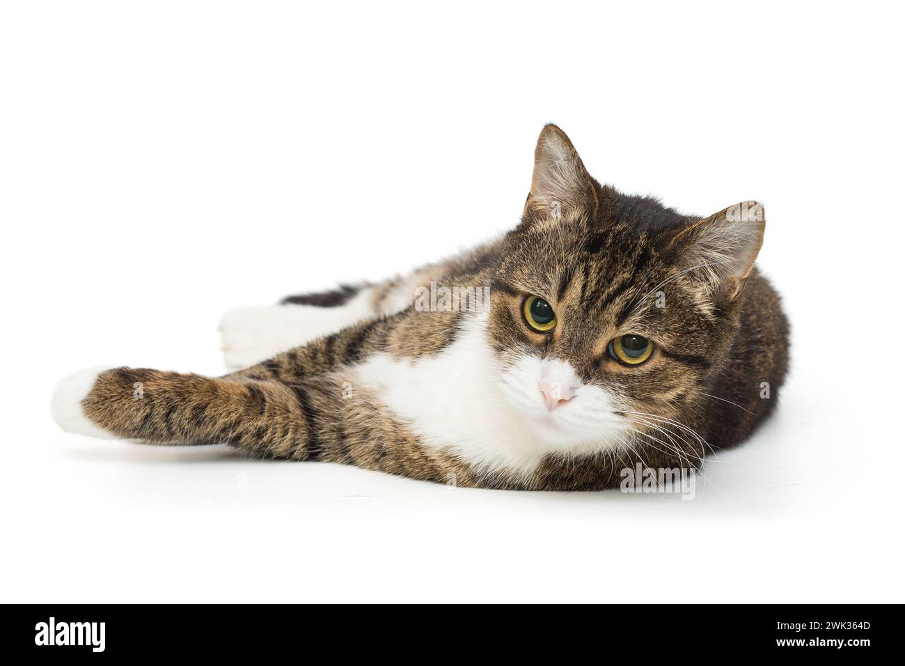 Il gatto grigio a righe giace sul suo lato e guarda la fotocamera, isolata su uno sfondo bianco Foto Stock