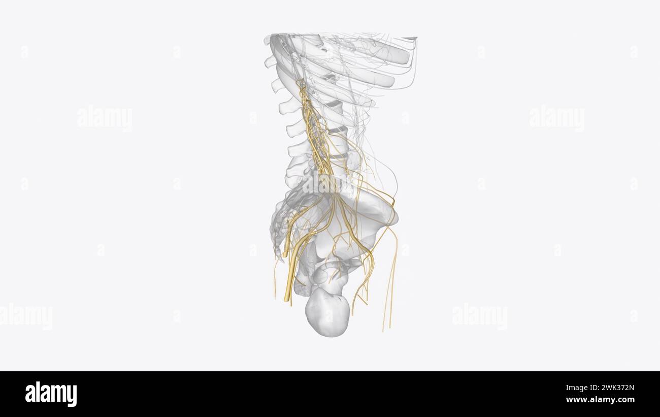 Immagine 3d nervi pelvi e arto inferiore Foto Stock