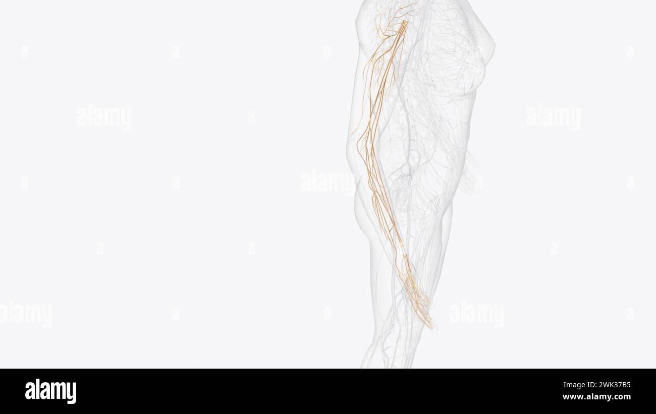 Illustrazione 3d dei nervi terminali del plesso brachiale destro Foto Stock