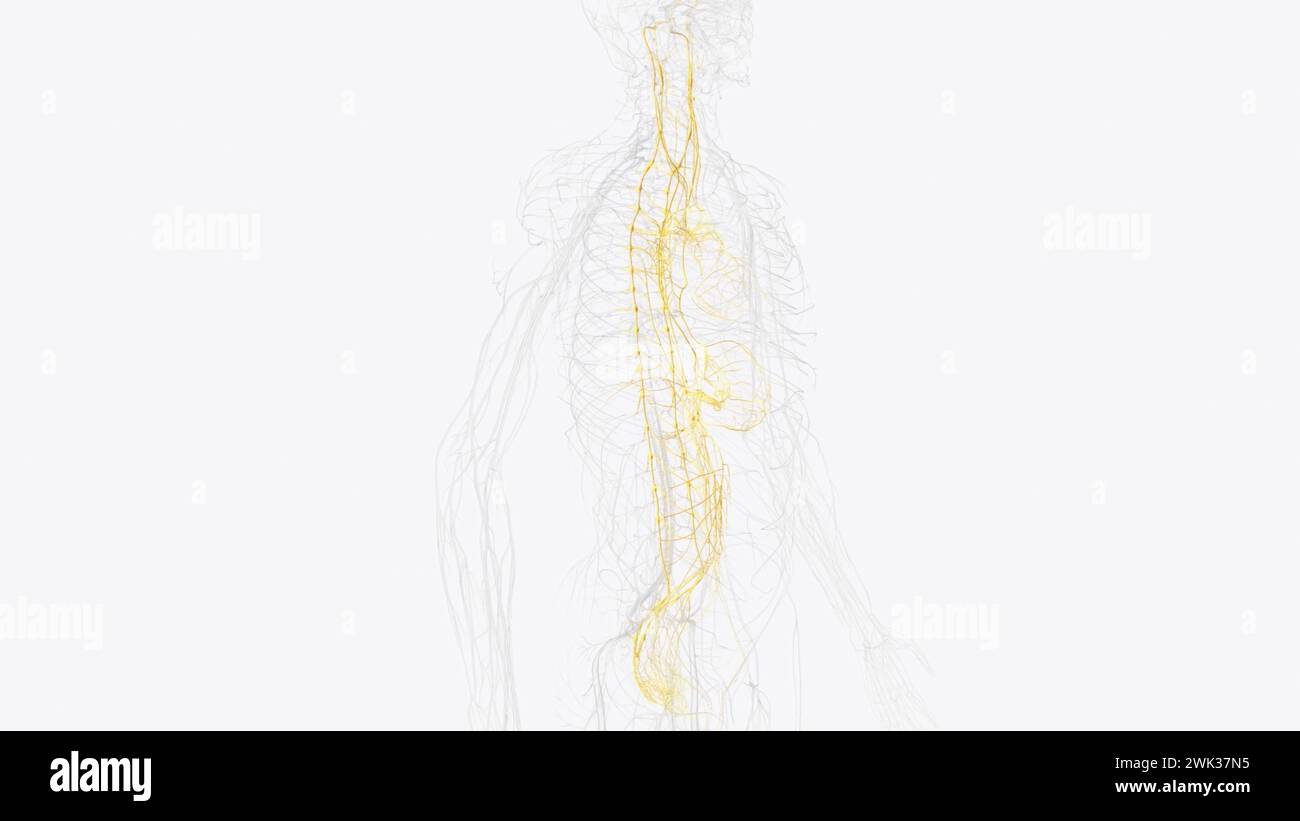 Il sistema nervoso autonomo è un componente del sistema nervoso periferico che regola i processi fisiologici involontari, tra cui la frequenza cardiaca 3d. Foto Stock