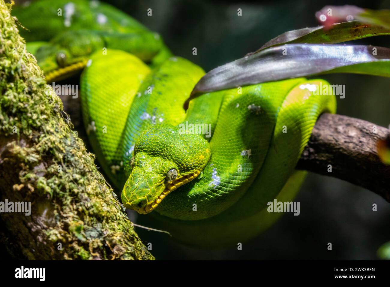 Il boa di smeraldo (Corallus caninus) è una specie di boa che si trova nelle foreste pluviali del Sud America. Il motivo di colore è tipicamente costituito da uno smeraldo Foto Stock